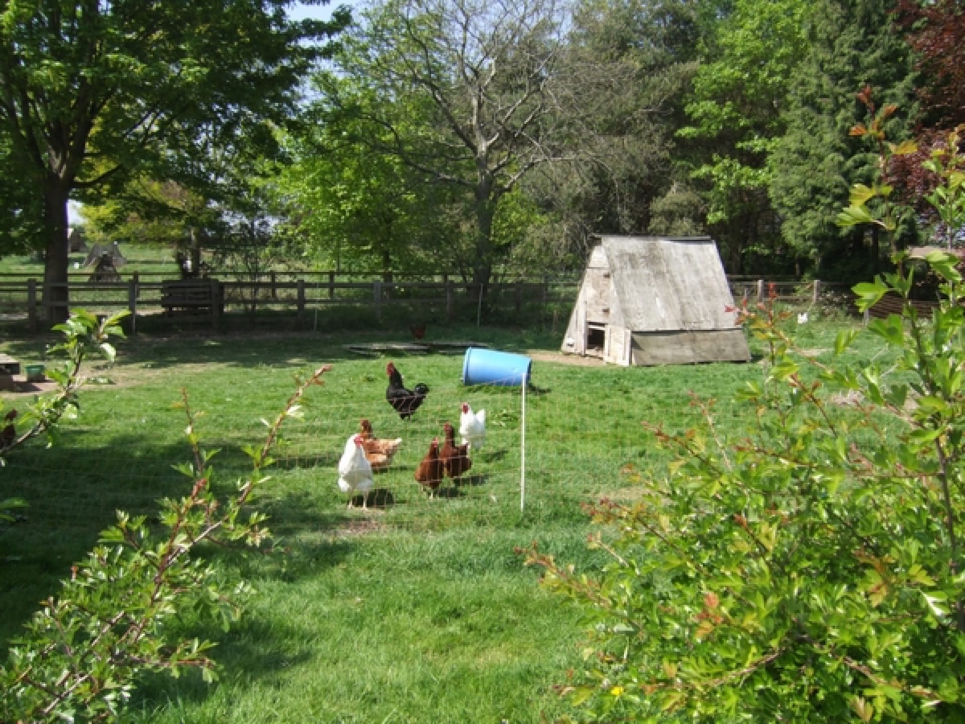 A mixed flock of free-range hens on grass beside a wooden ark coop