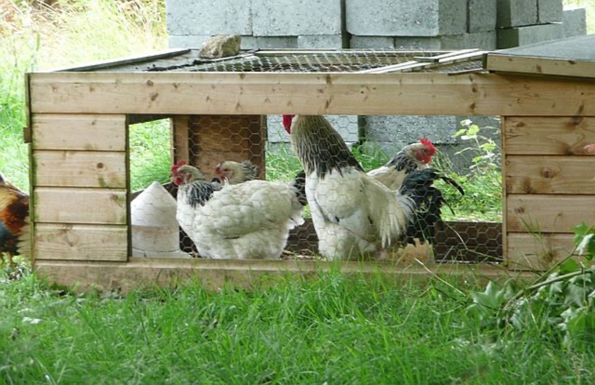 A timber hen ark with a wire-mesh run and hens on grass