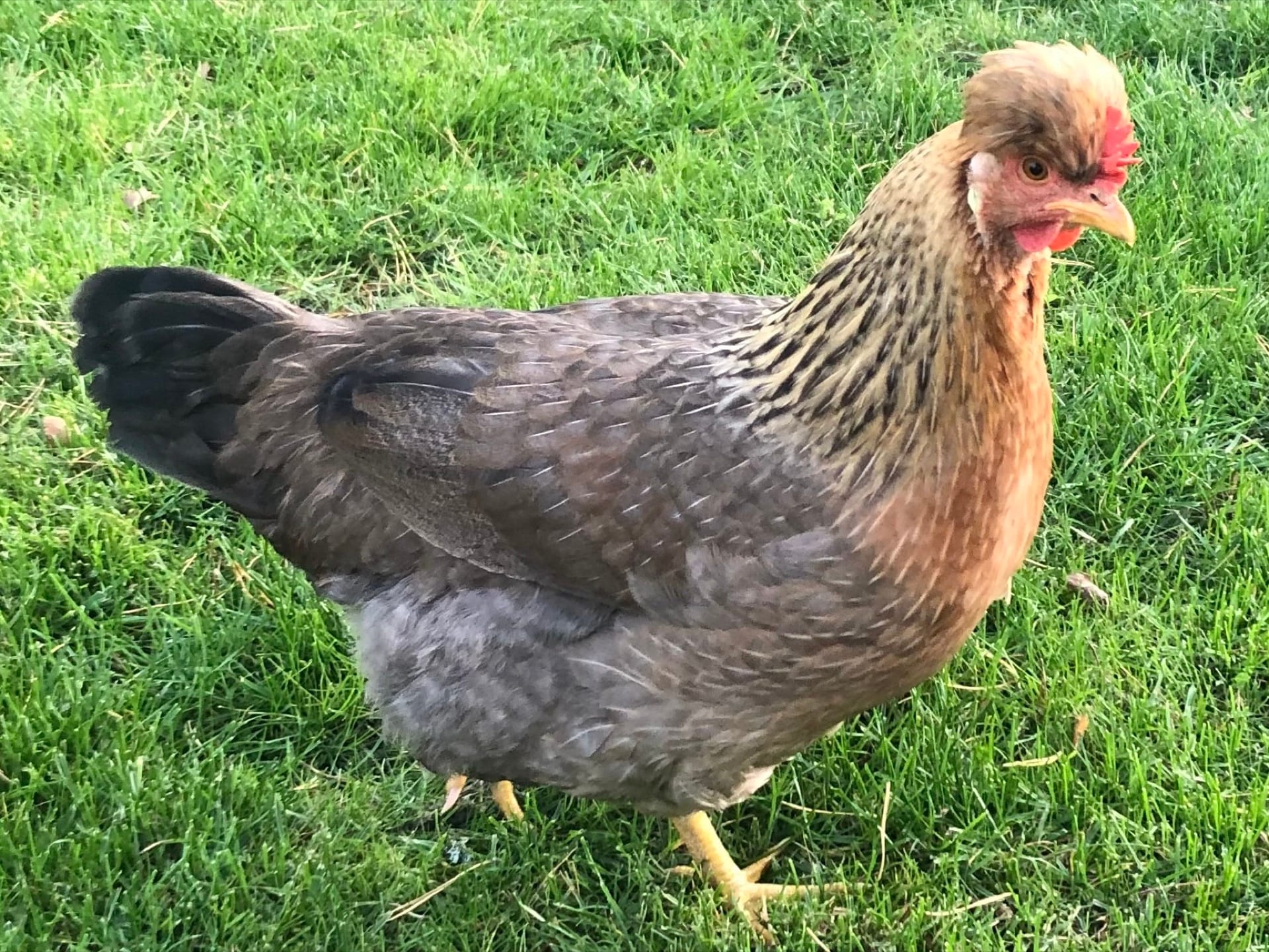 A Cream Legbar hen with a head crest and grey-cream barred plumage on grass