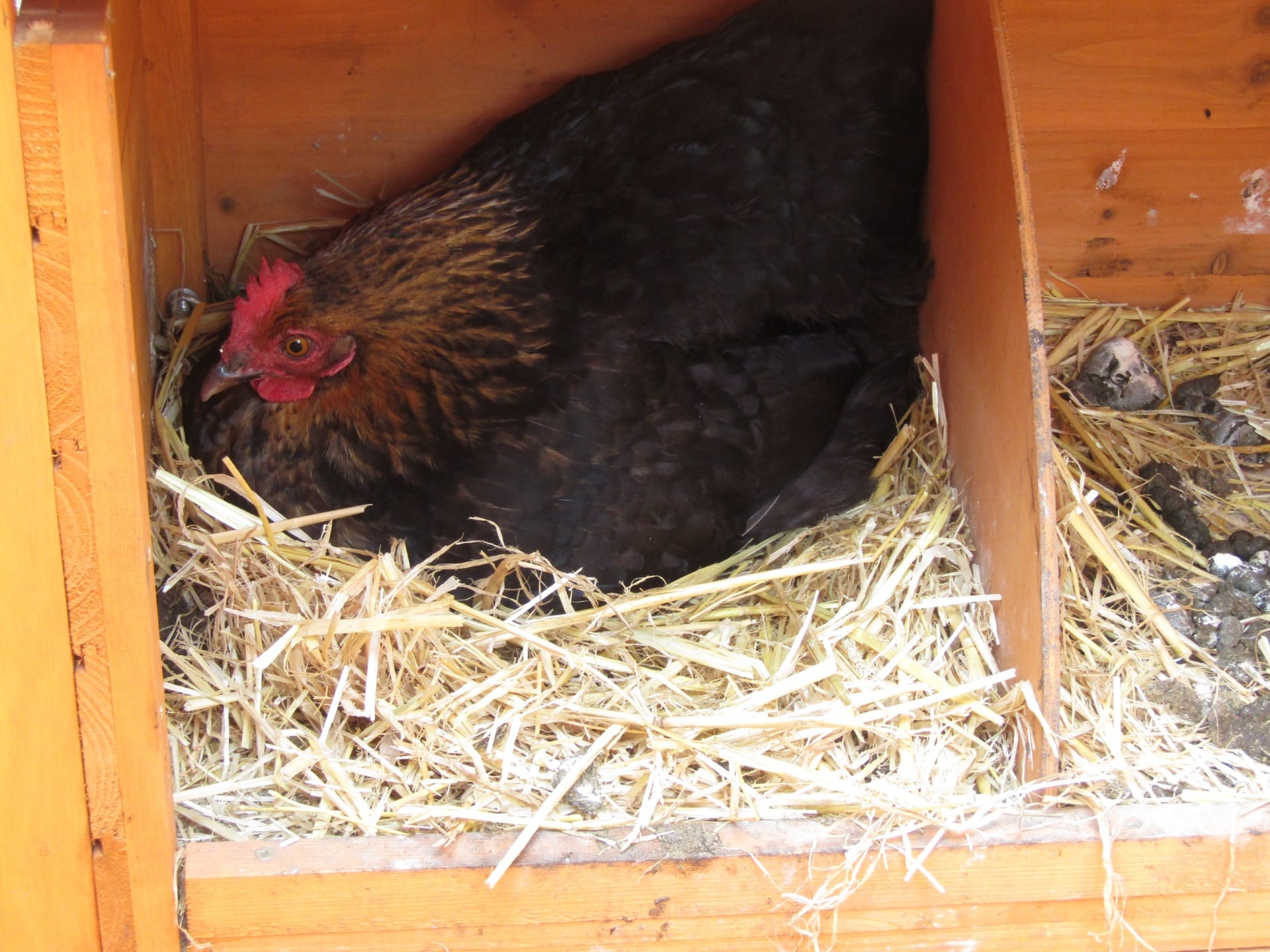 A hen sitting in a wooden nest box lined with straw