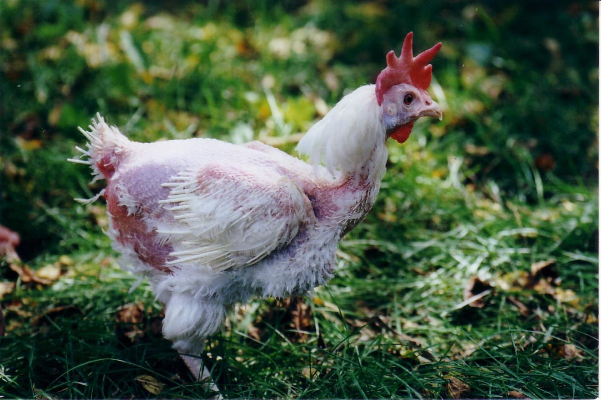 A recently rescued ex-commercial hen with sparse feathers on grass
