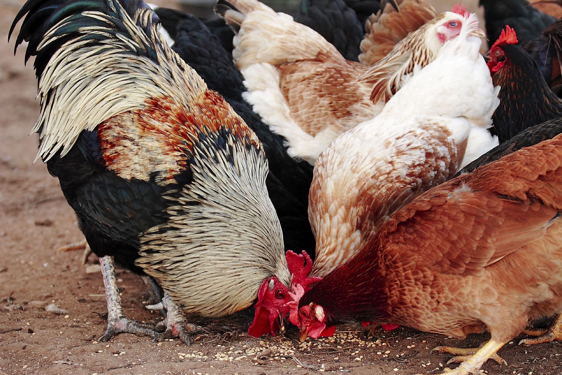 A small flock of hens pecking grain on the ground