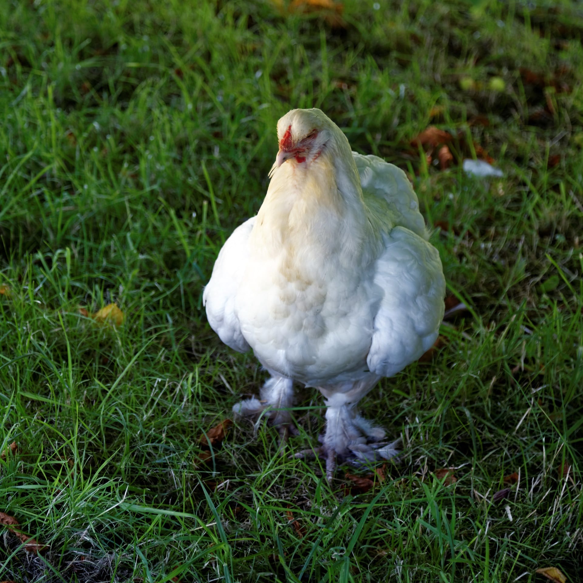 A friendly white hen on a lawn in an English garden