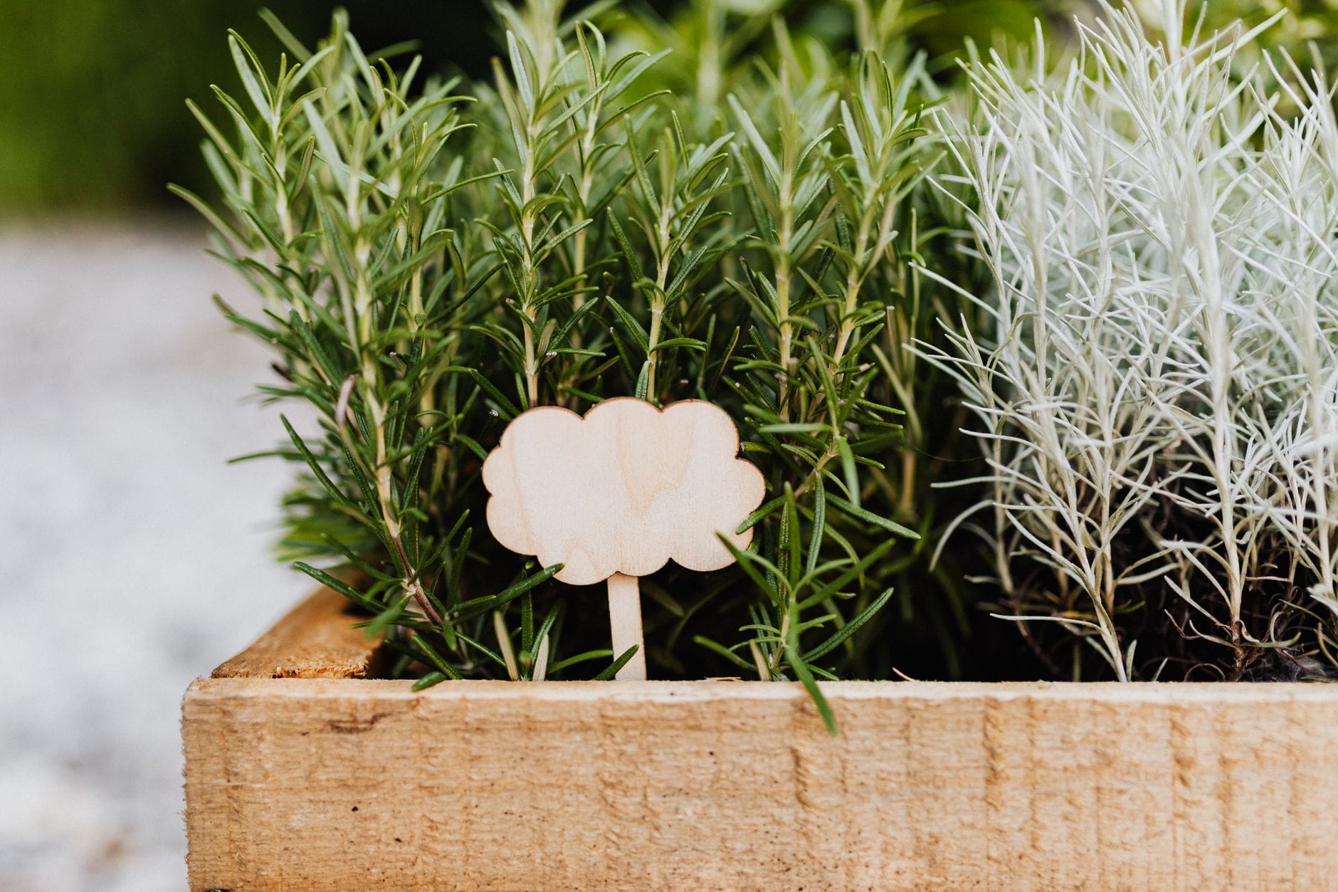 A planter of mixed perennial herbs