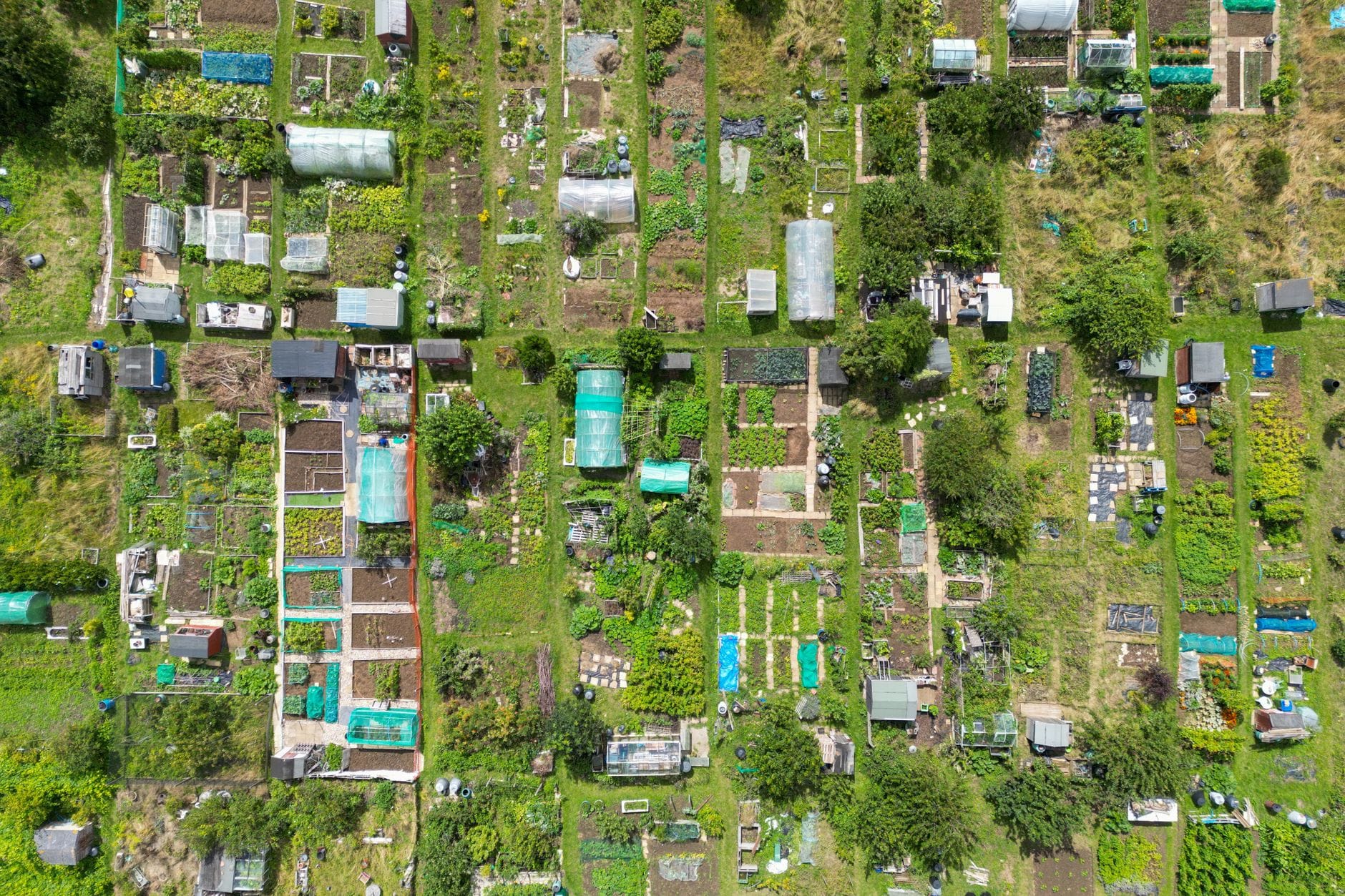Allotment plots seen from above