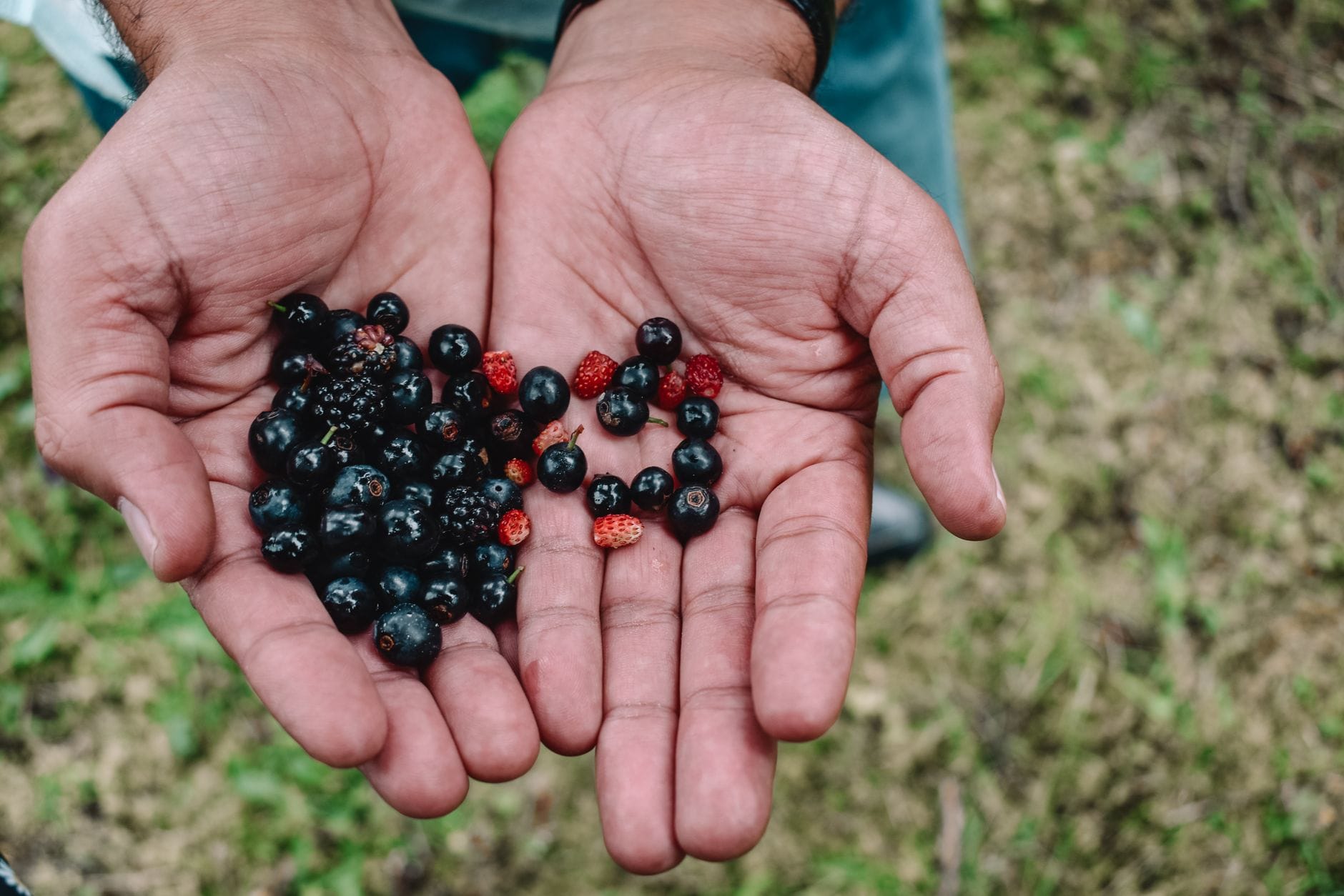 A handful of freshly picked blackcurrants