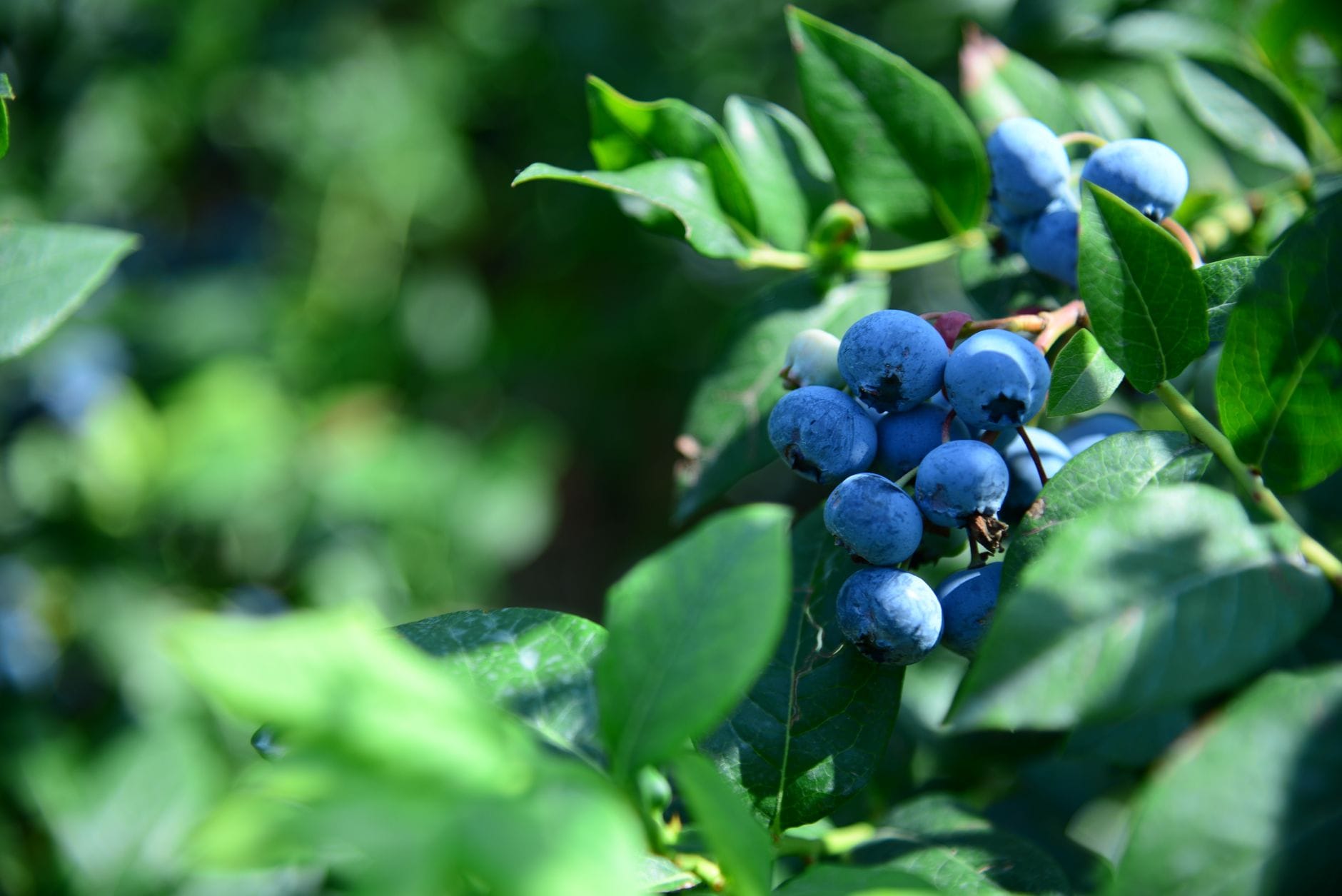 Ripe blueberries on the bush