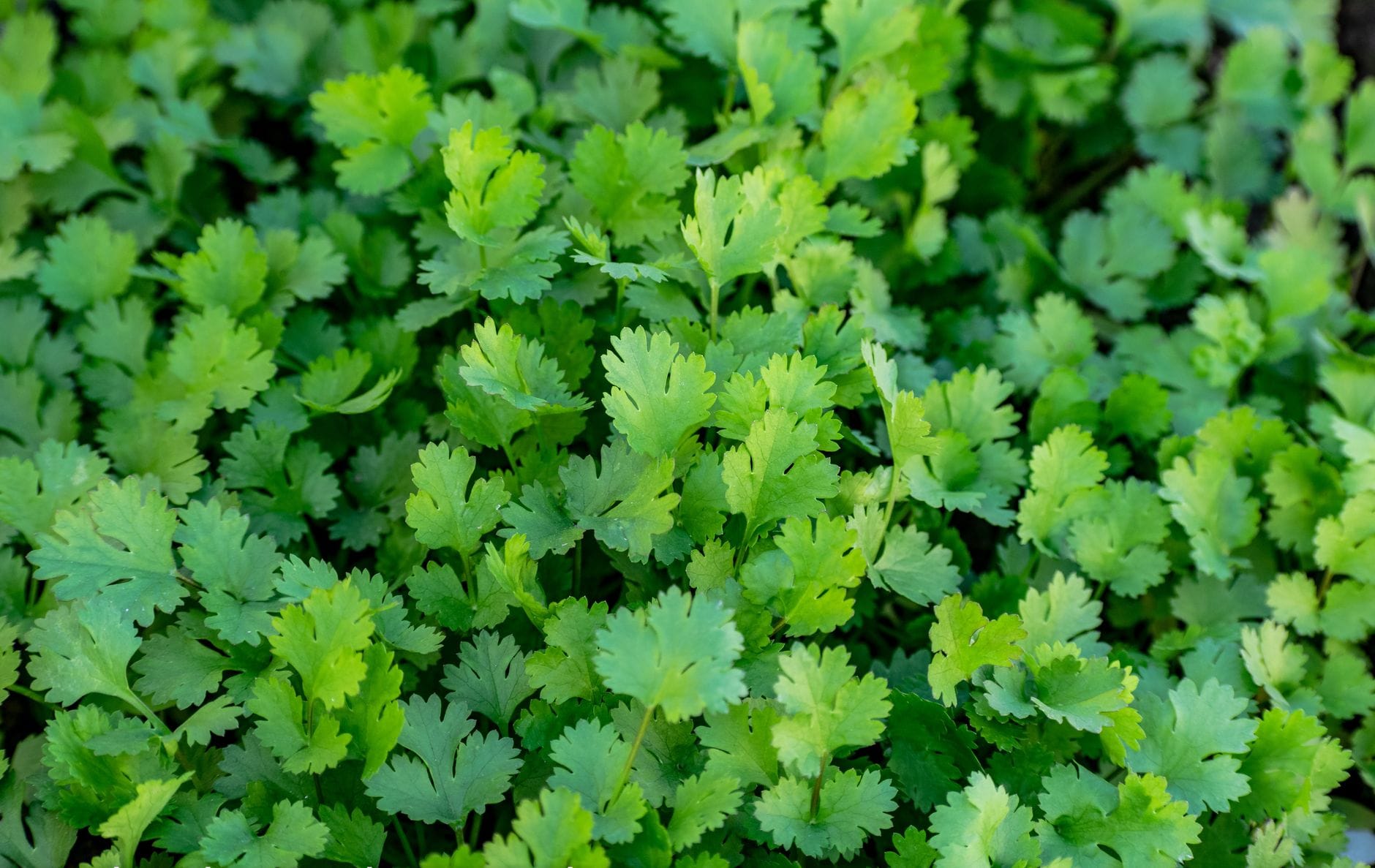 Lush coriander growing