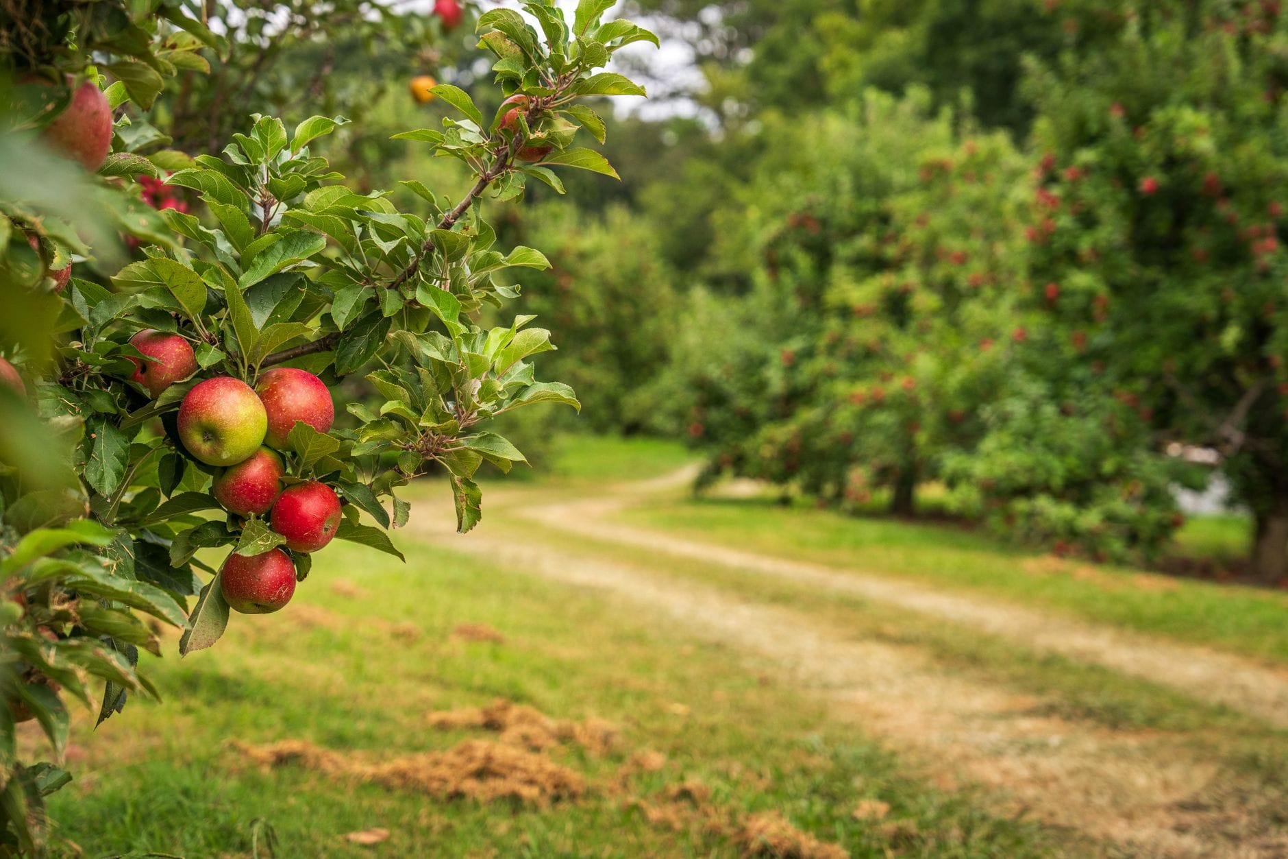 An apple tree beside an orchard path