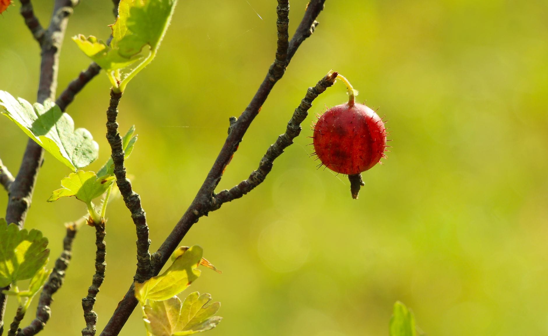 A ripe red gooseberry on the branch