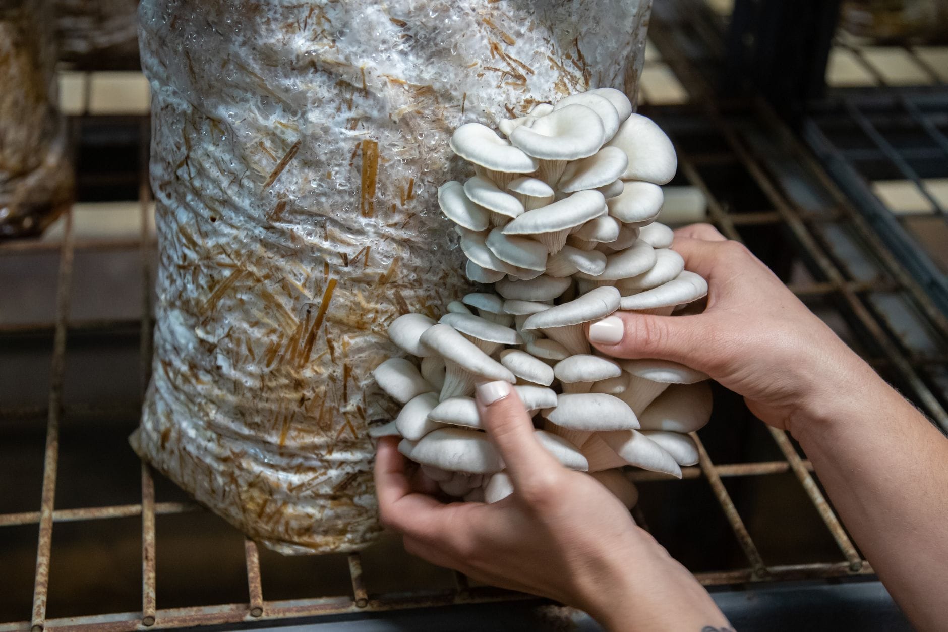 Oyster mushrooms growing from a grow kit