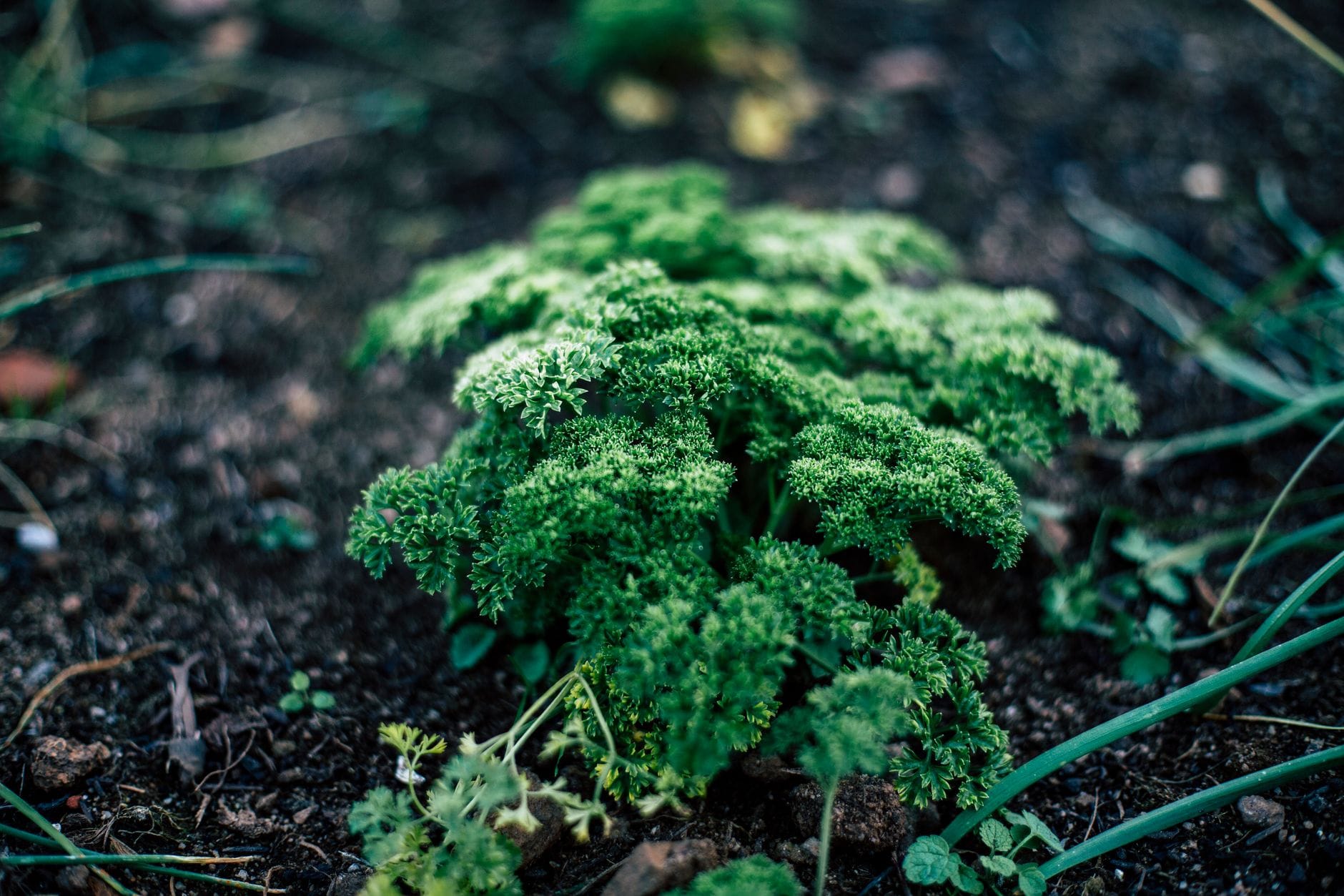 Curly parsley growing in the garden