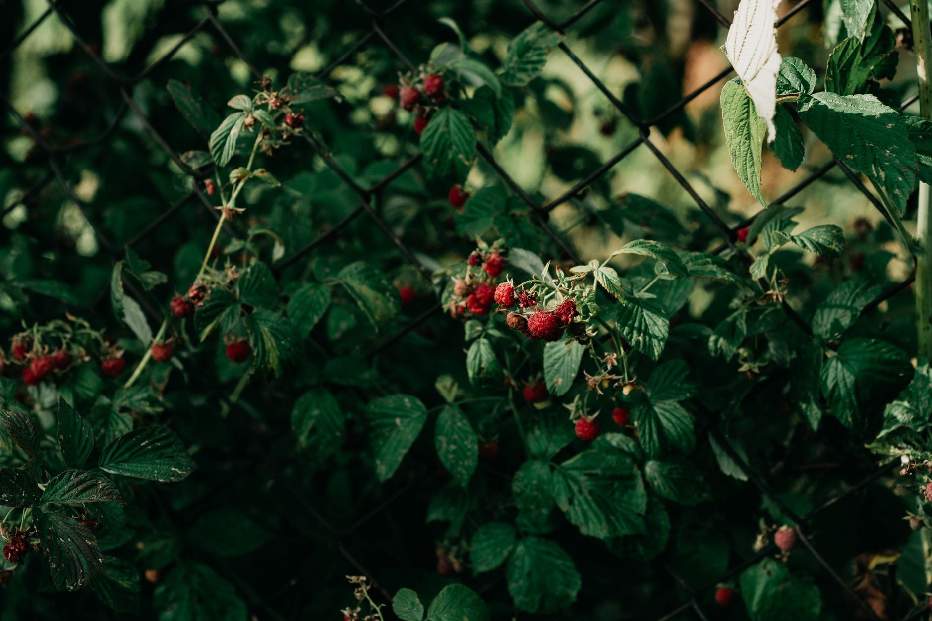 Raspberries ripening on the cane