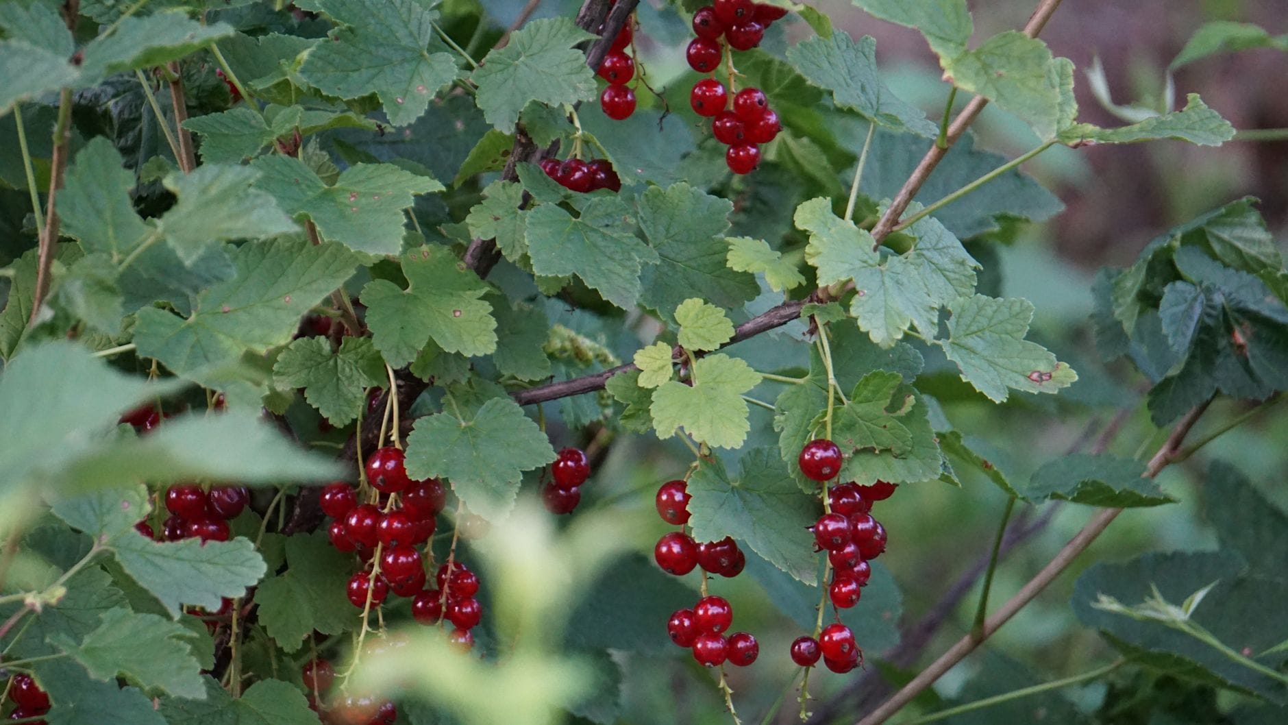 Redcurrants hanging on the bush