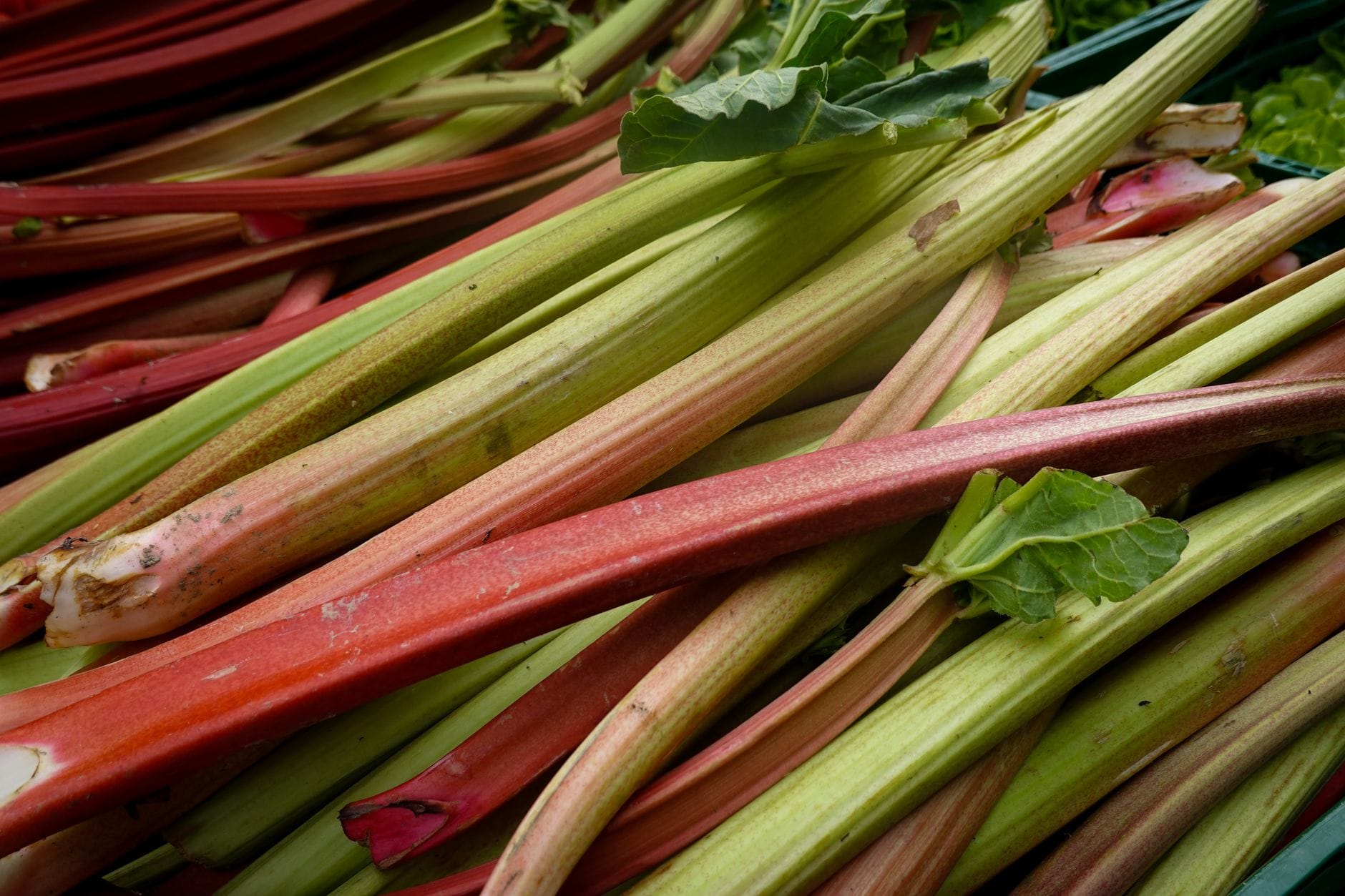 Freshly cut rhubarb stalks