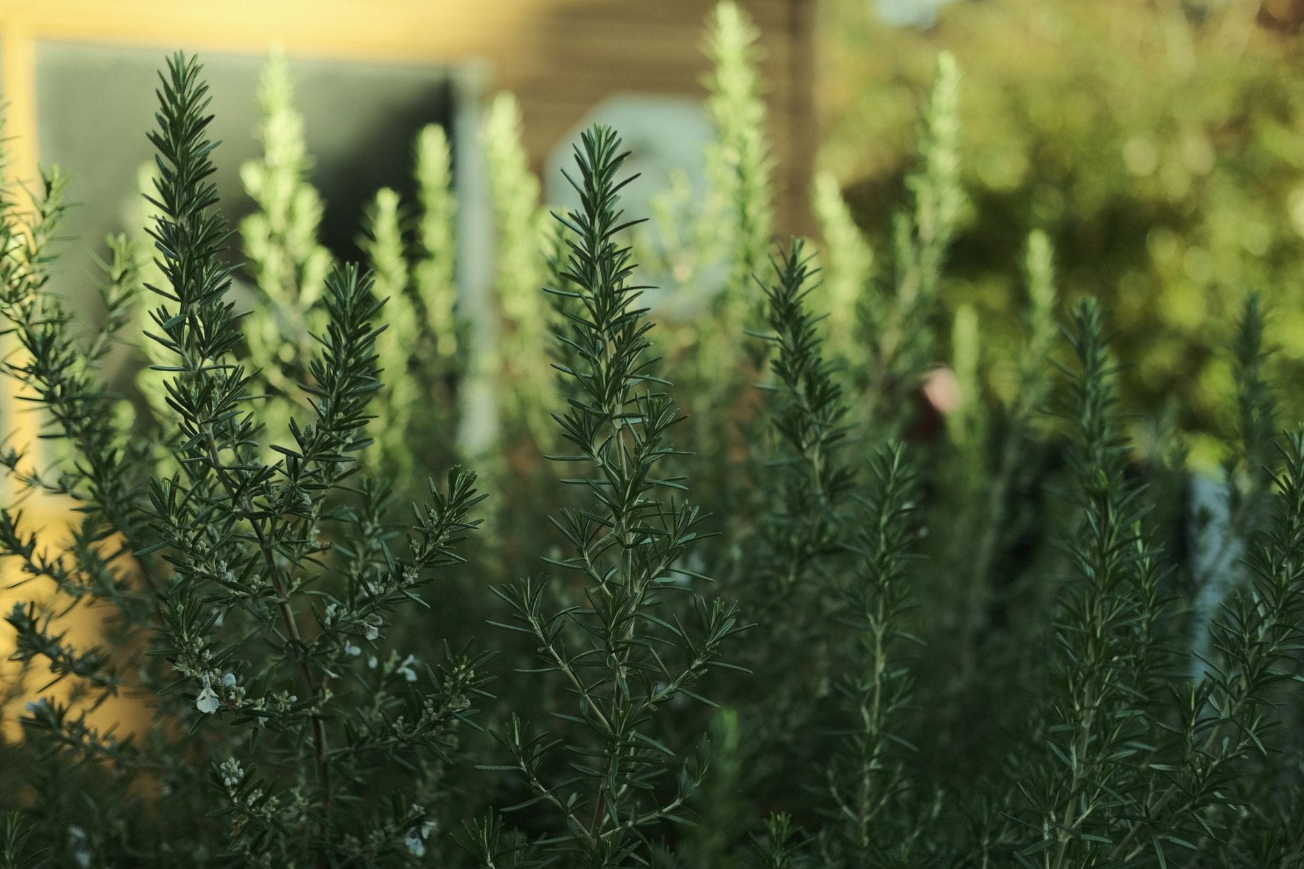 Rosemary growing in the garden