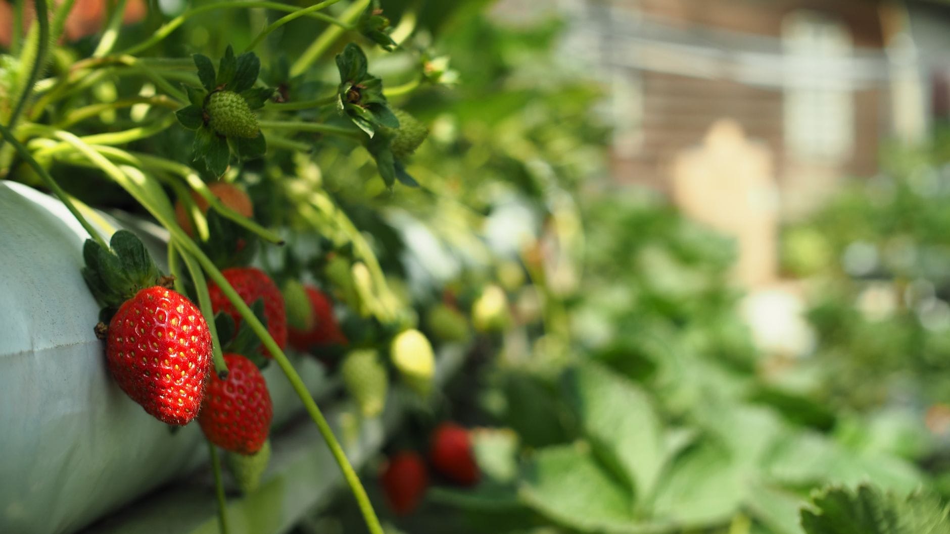 Ripe strawberries on the plant