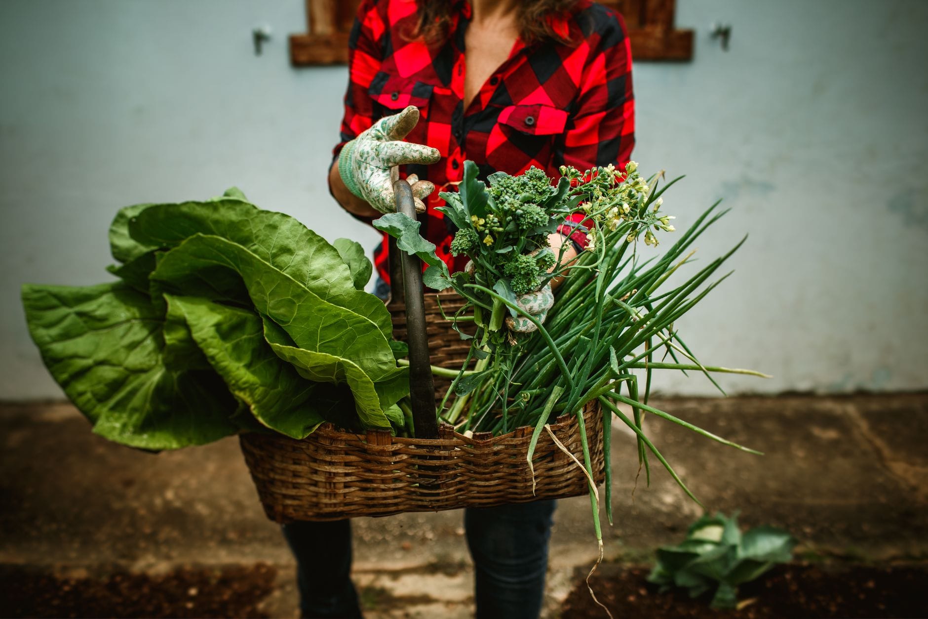 A basket of freshly harvested home-grown vegetables