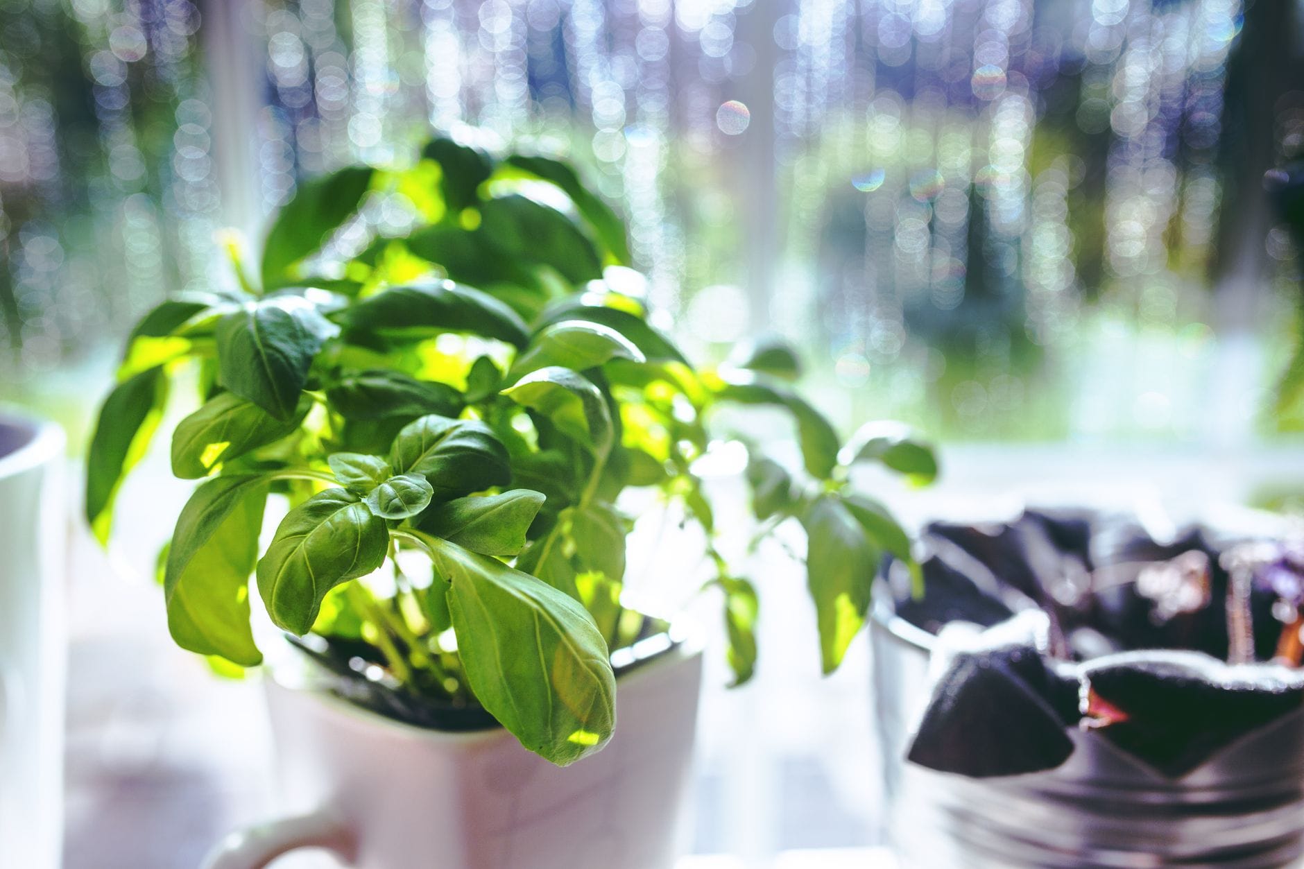 A basil plant in a pot on a windowsill