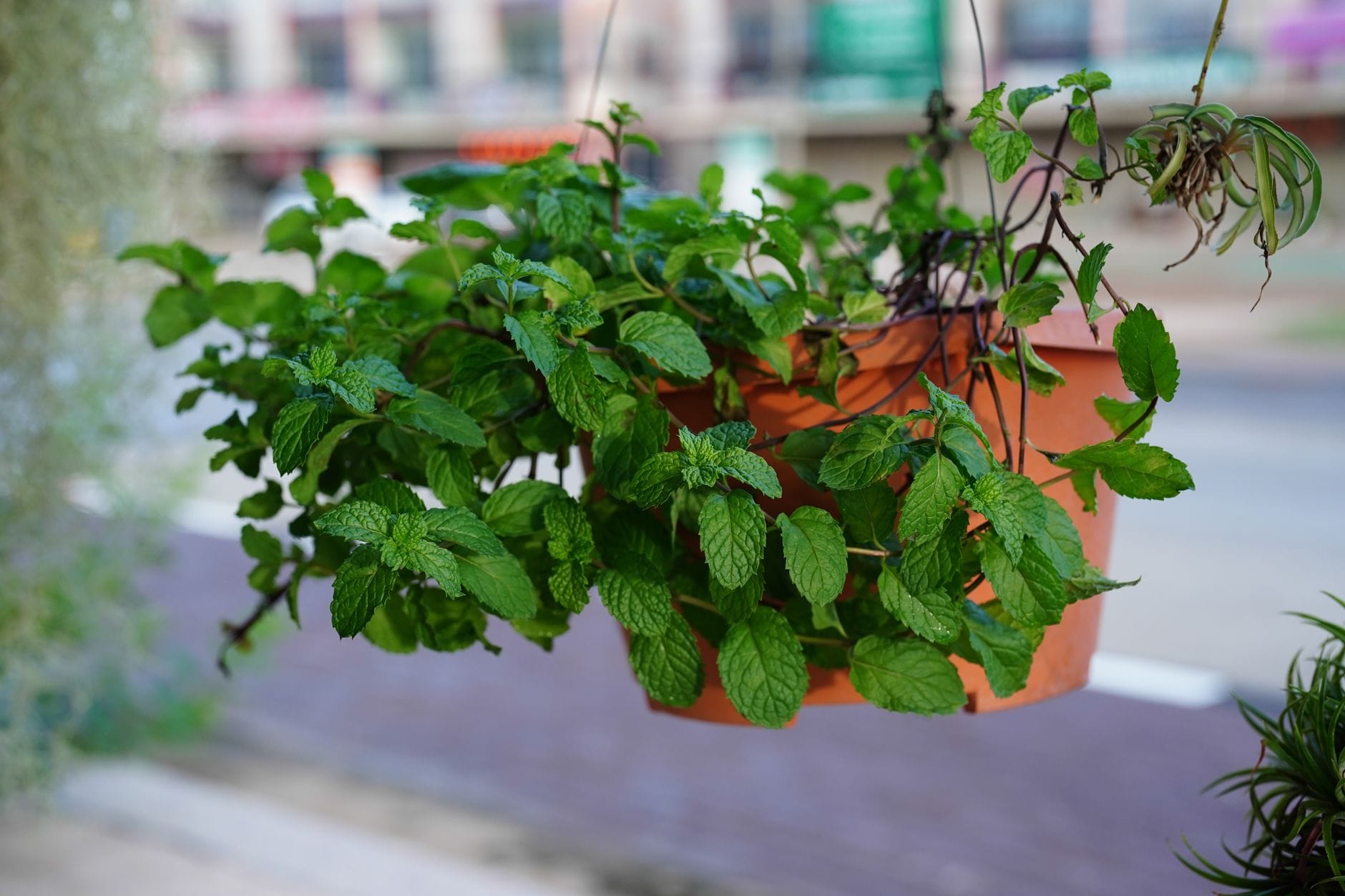 Mint spilling from a container