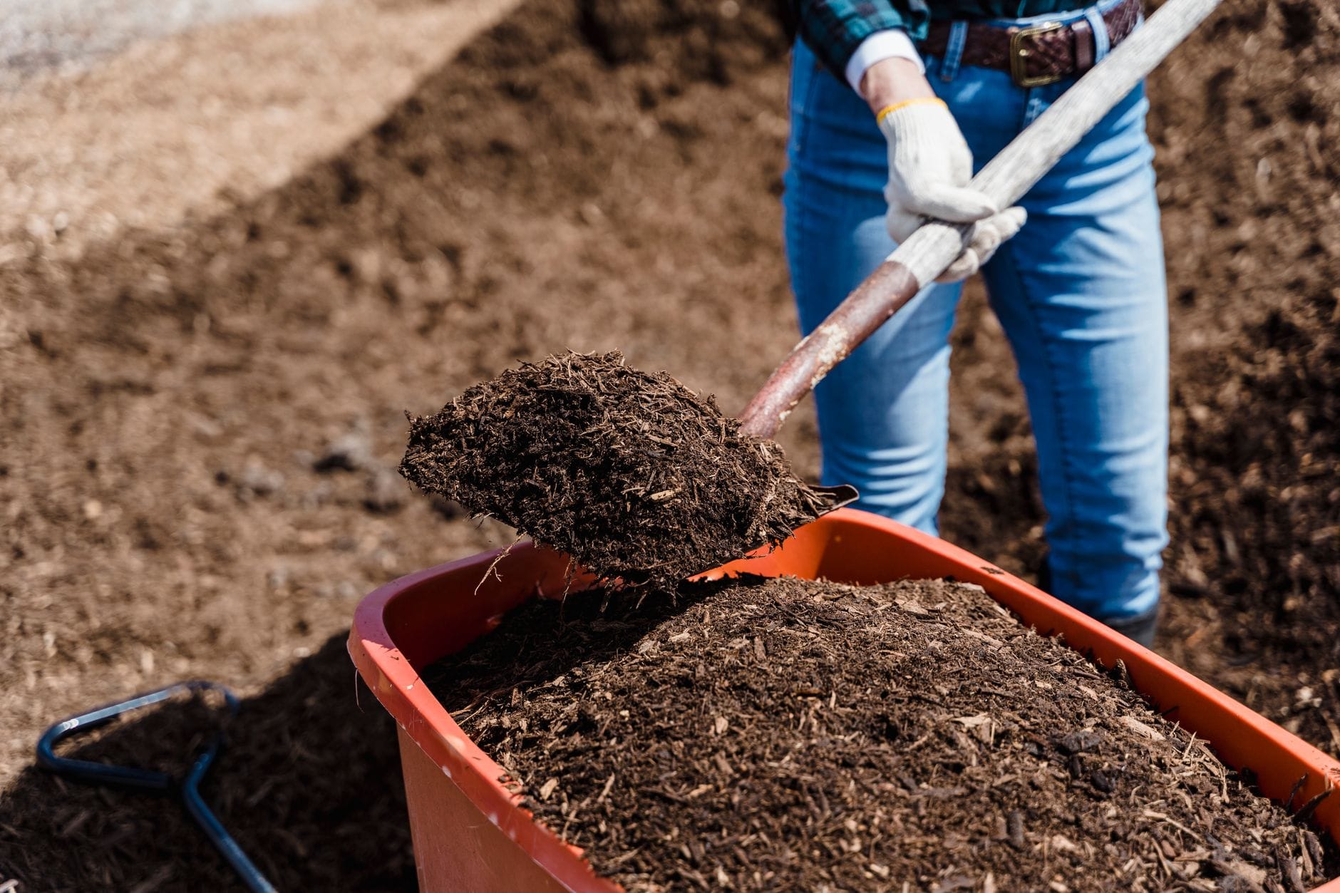 Spreading mulch from a wheelbarrow onto a bed