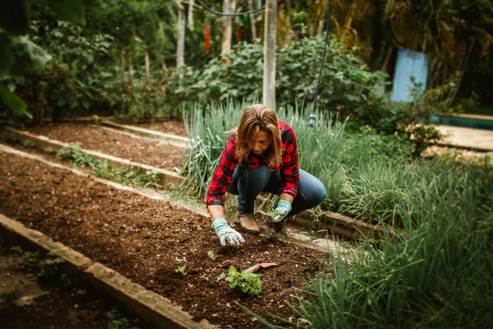 Working a no-dig vegetable bed