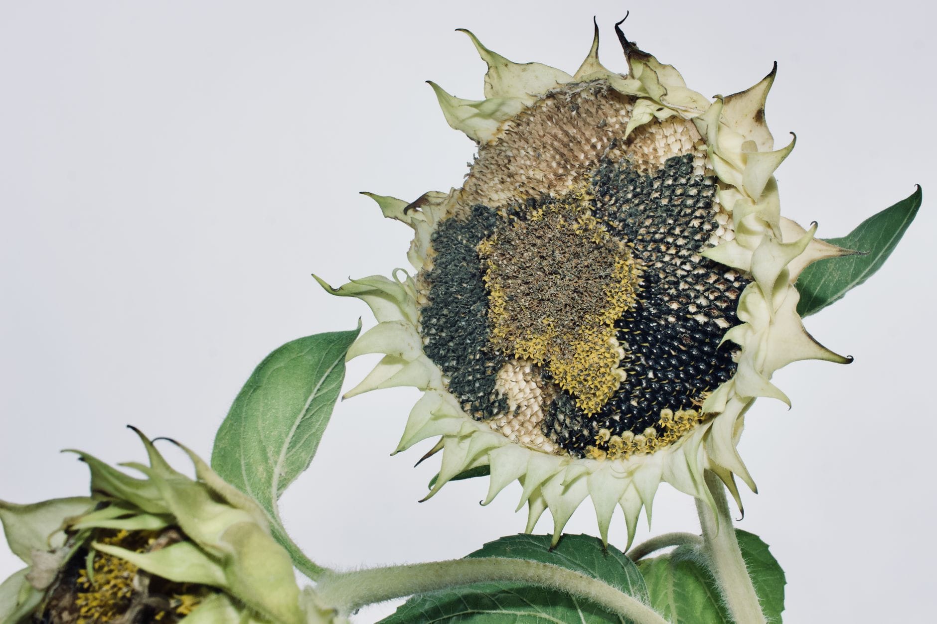 A sunflower head full of seeds ready to save