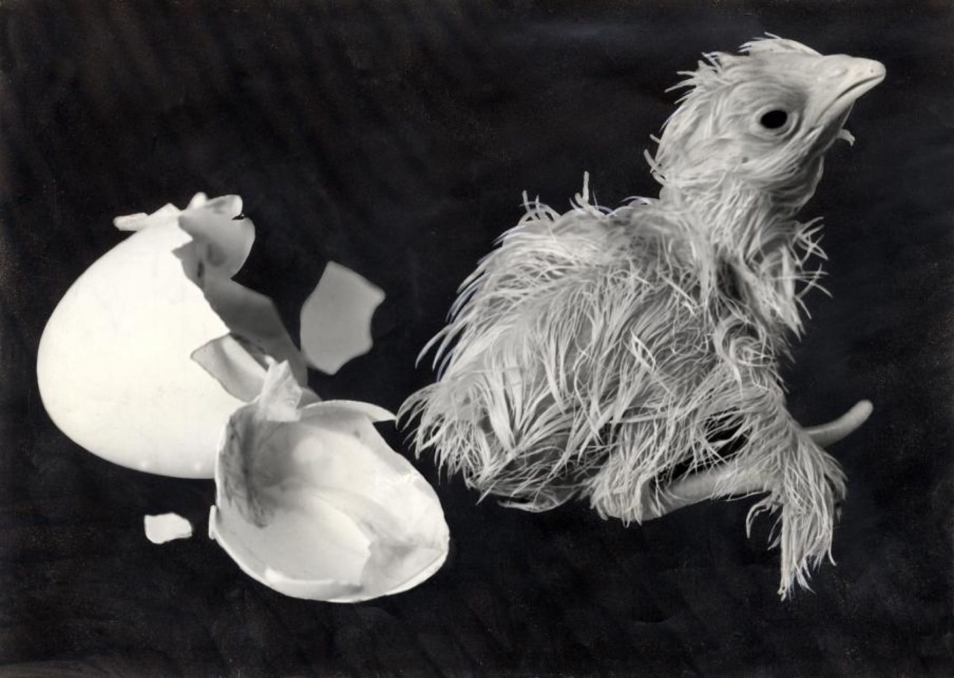 A newly hatched chick beside its broken eggshell