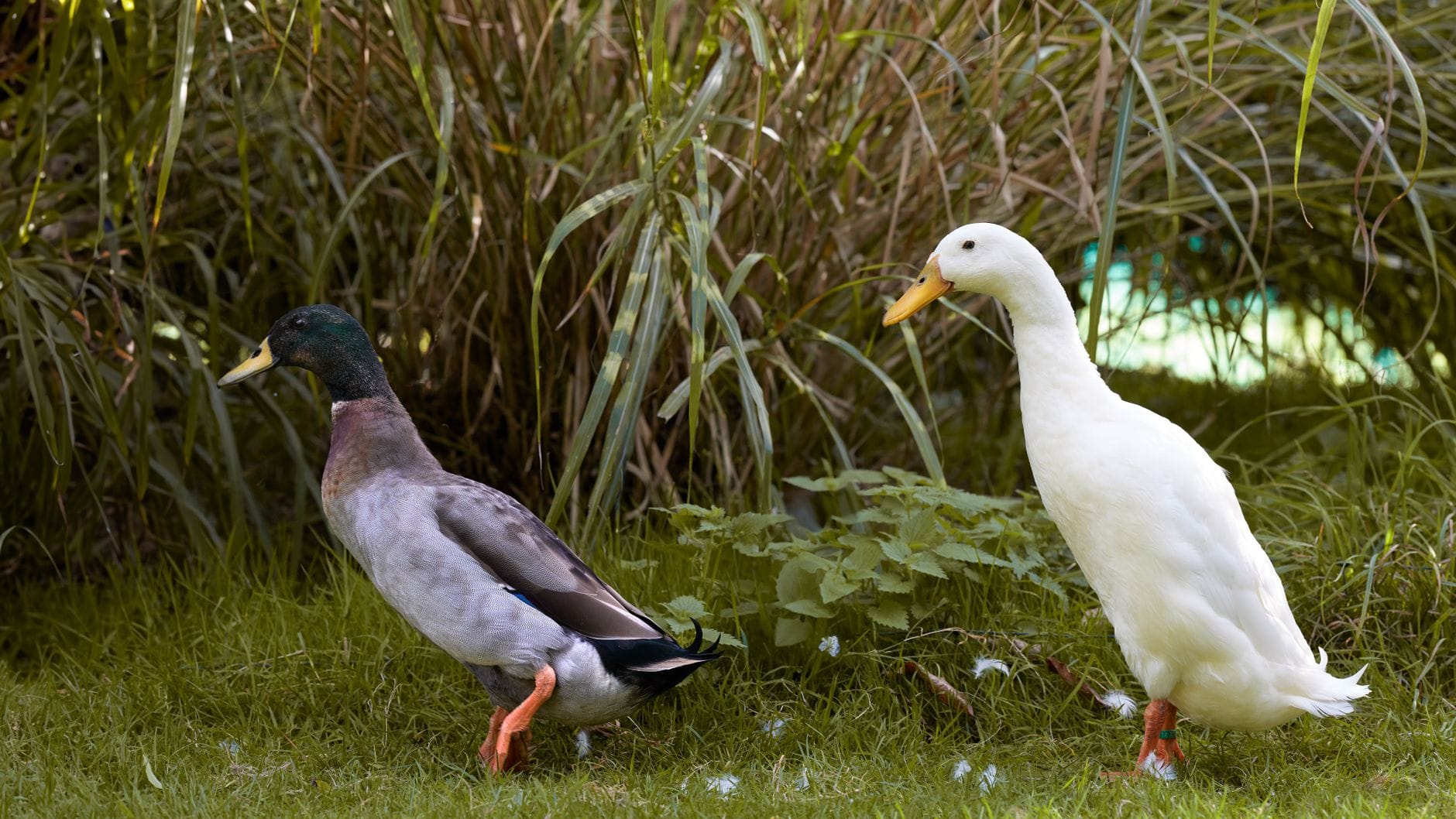 Two duck breeds together on grass
