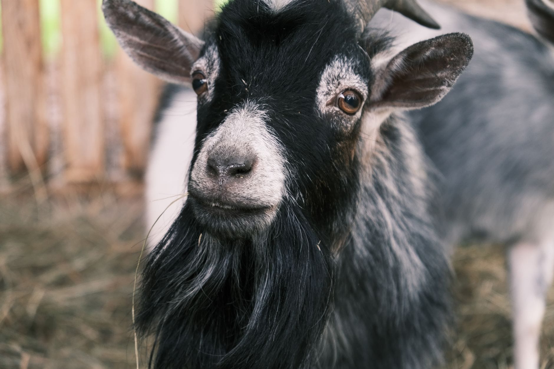 A goat looking at the camera
