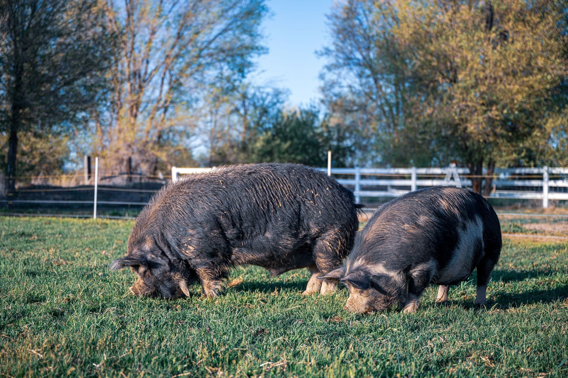 Saddleback pigs in a field