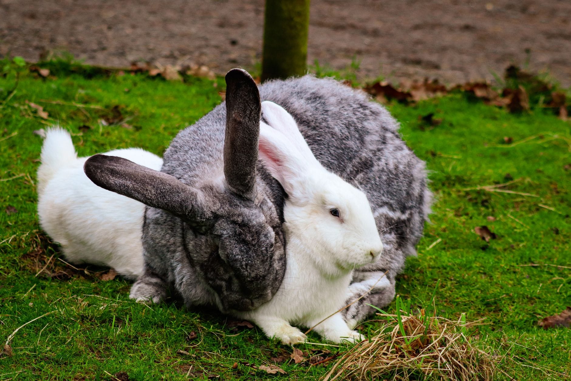 Large meat-breed rabbits on grass