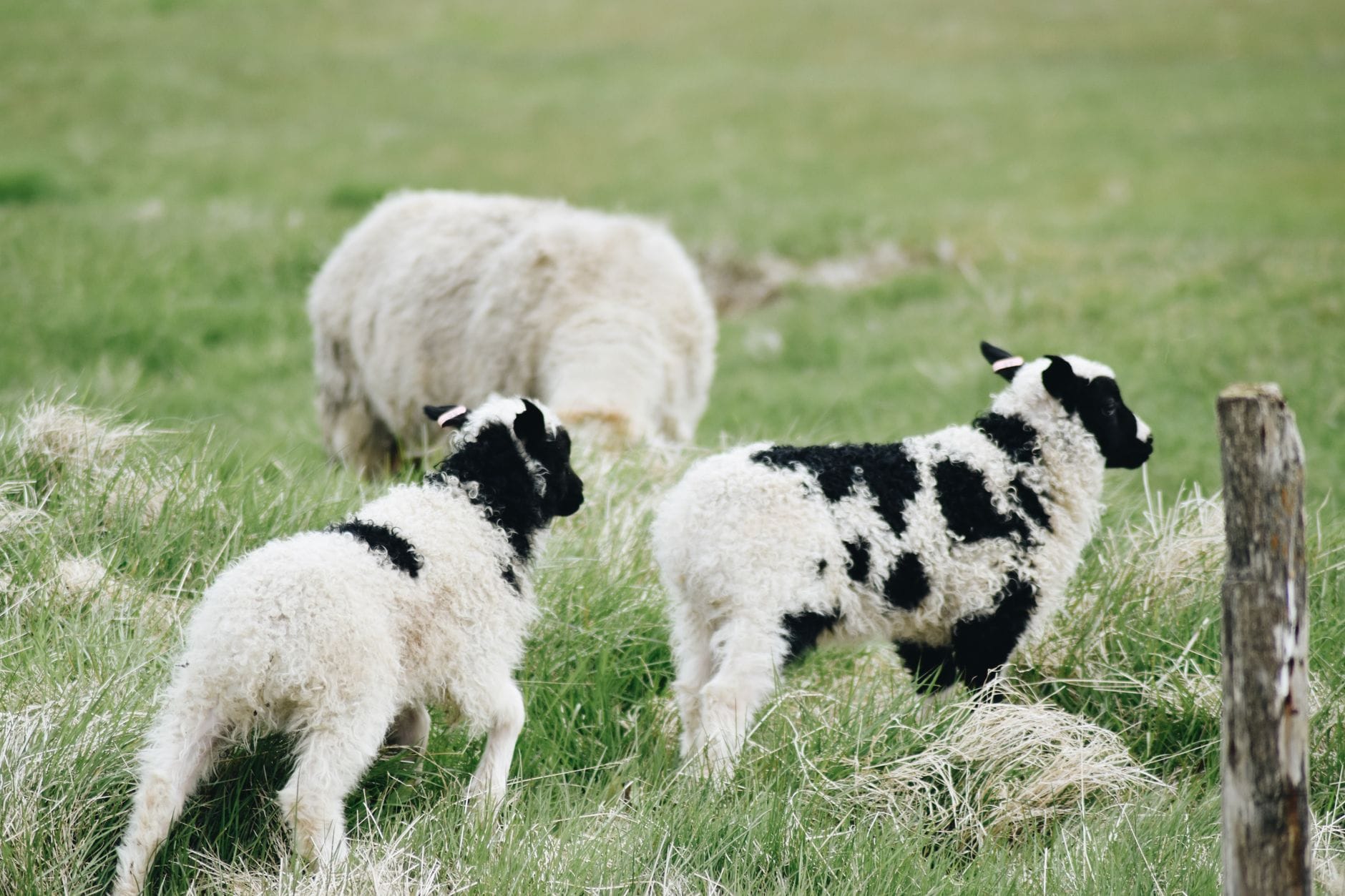 Jacob sheep with their lambs