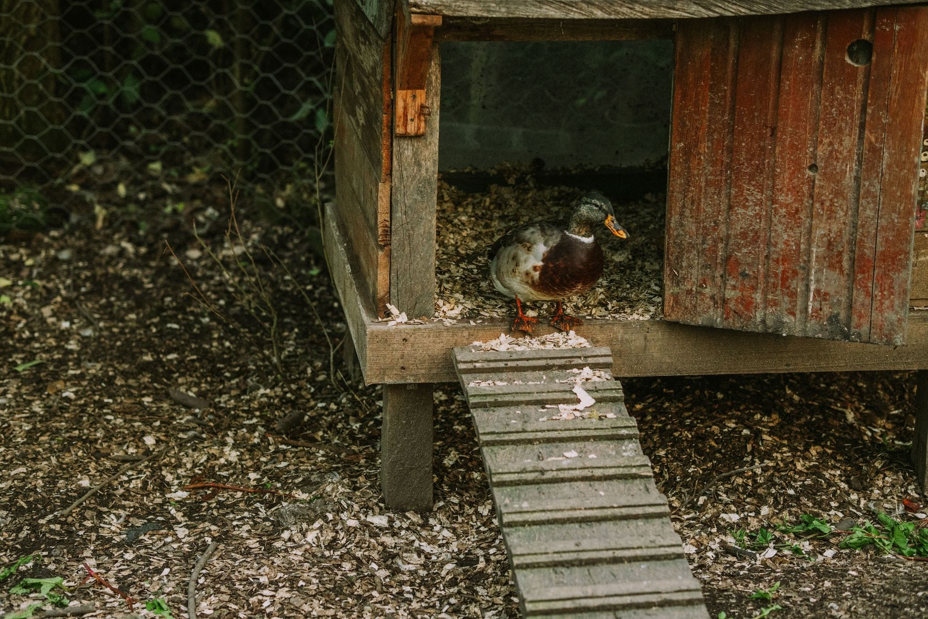 A simple wooden duck house