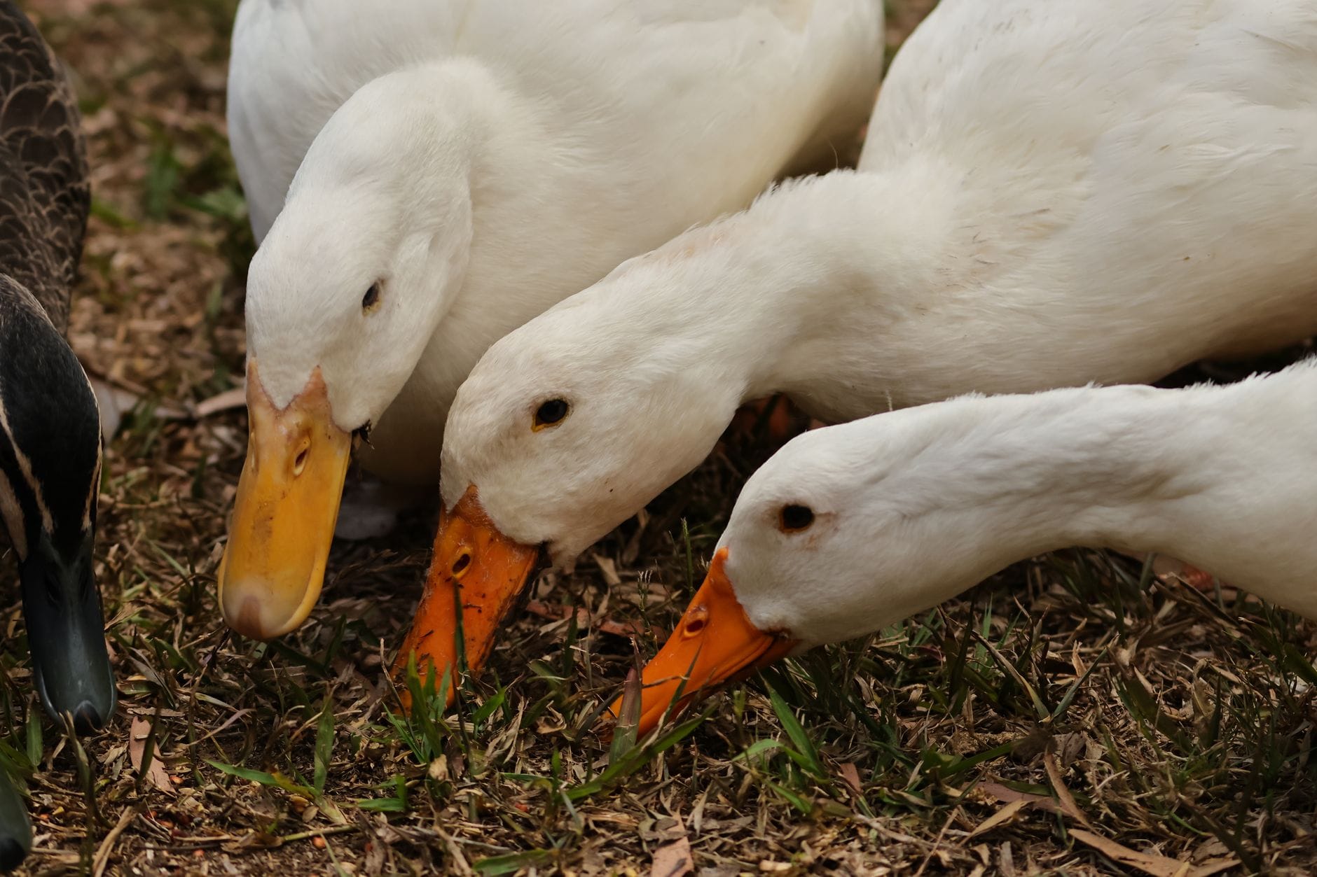 Ducks foraging for feed