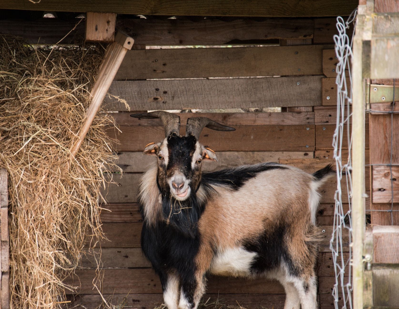 A goat feeding at a hay rack