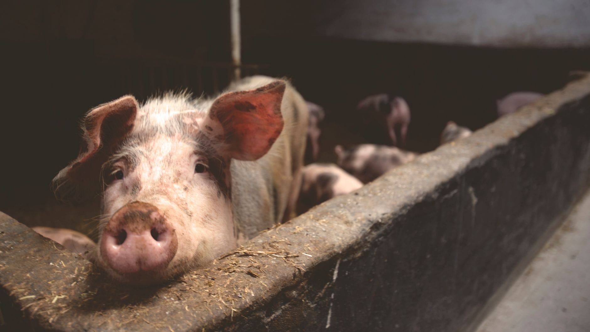 A pig feeding at a trough