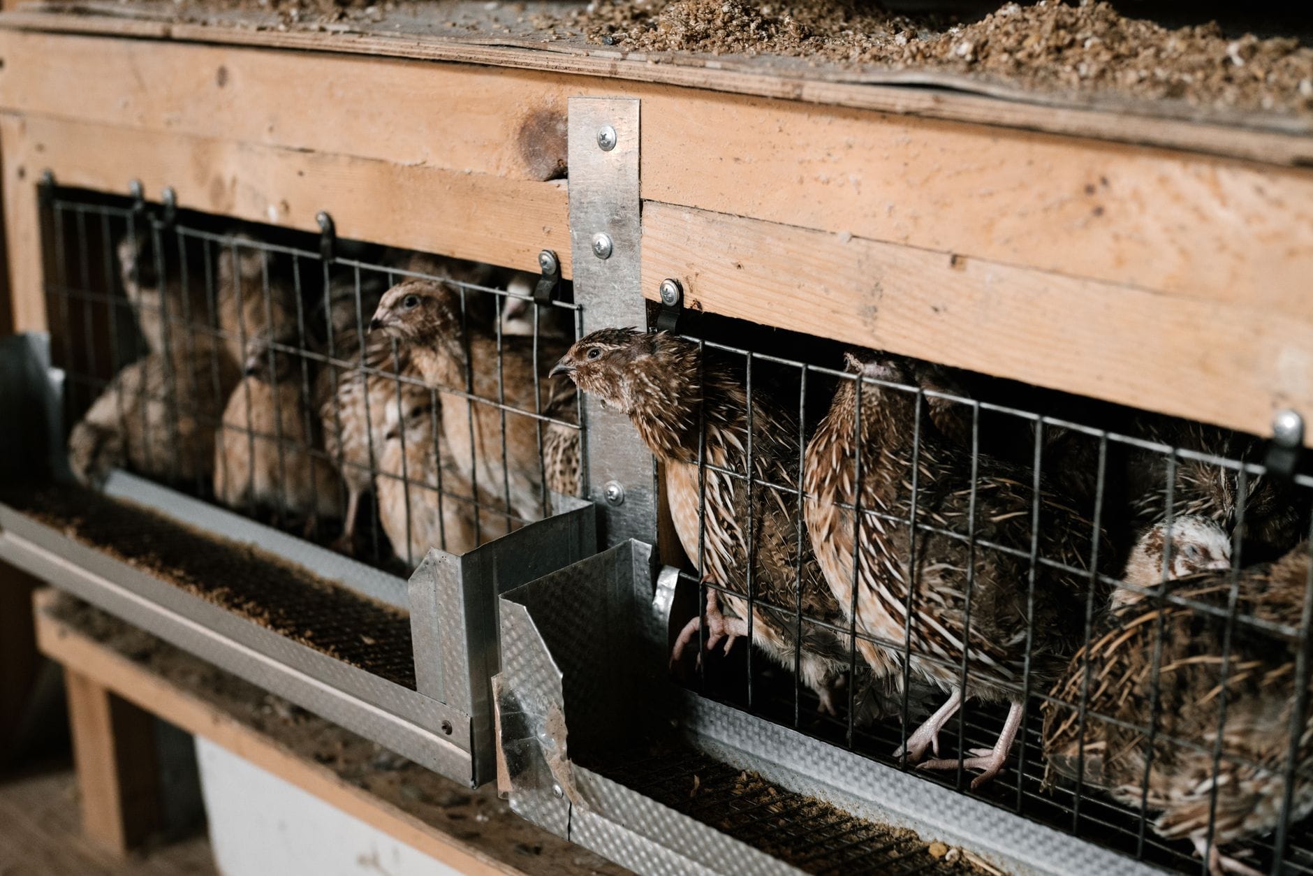 Quail feeding at a trough