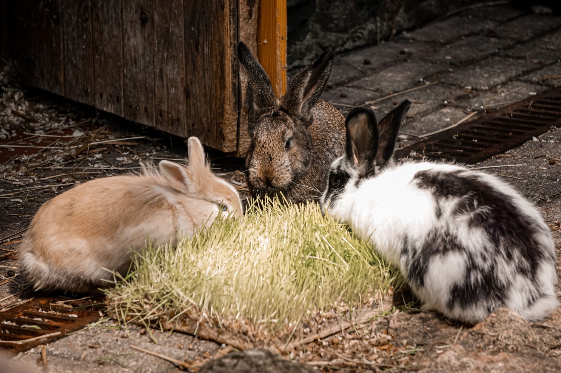 Meat rabbits feeding at a hutch