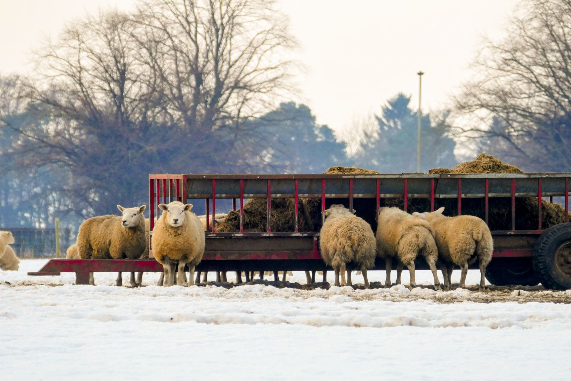 Feeding sheep hay in winter
