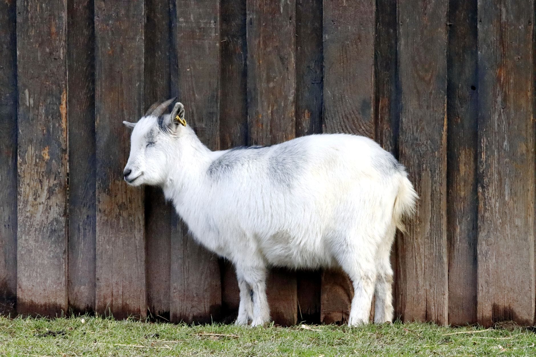 A goat beside a wooden fence and shelter