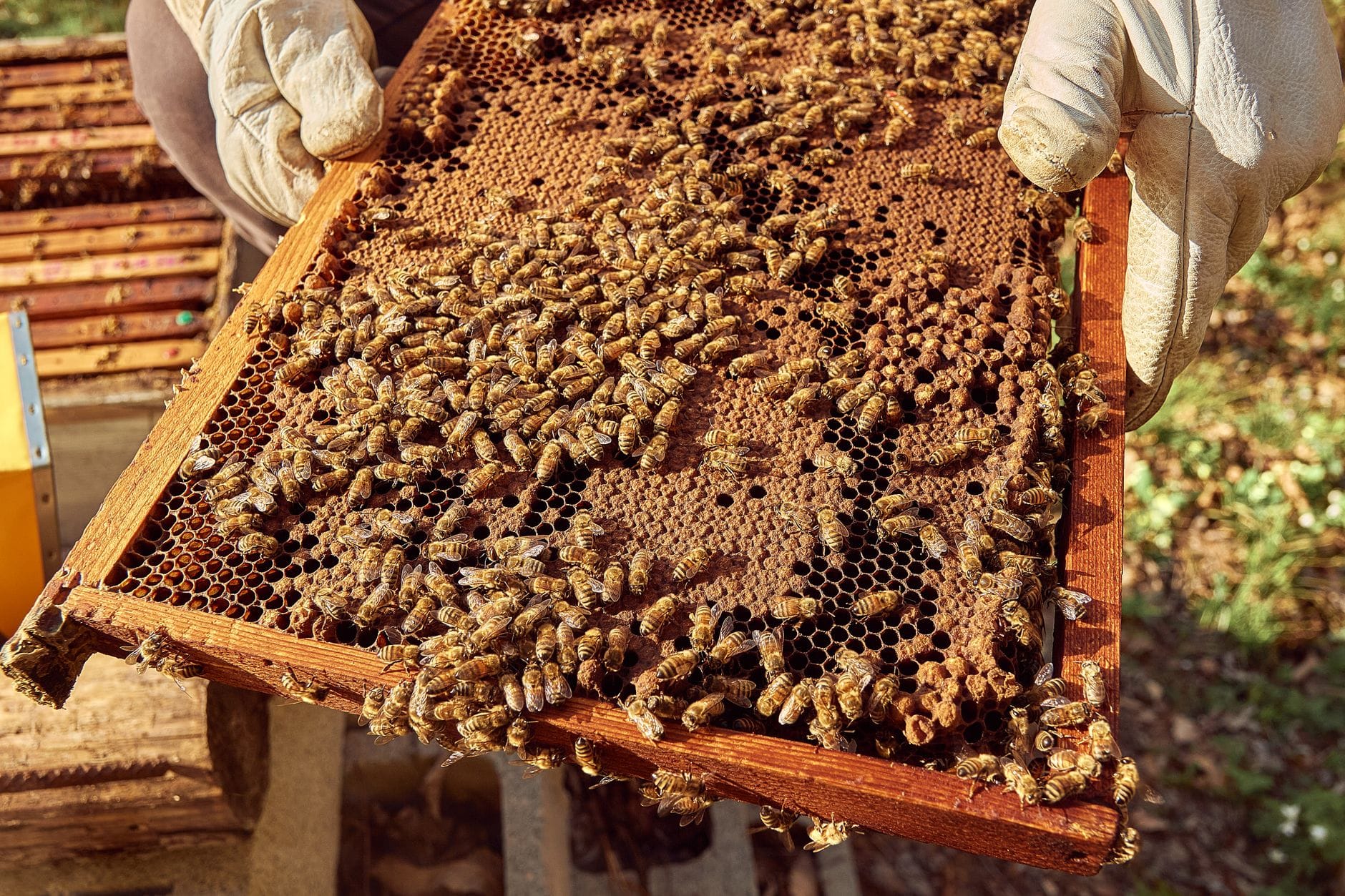 A frame of capped honey lifted from a hive