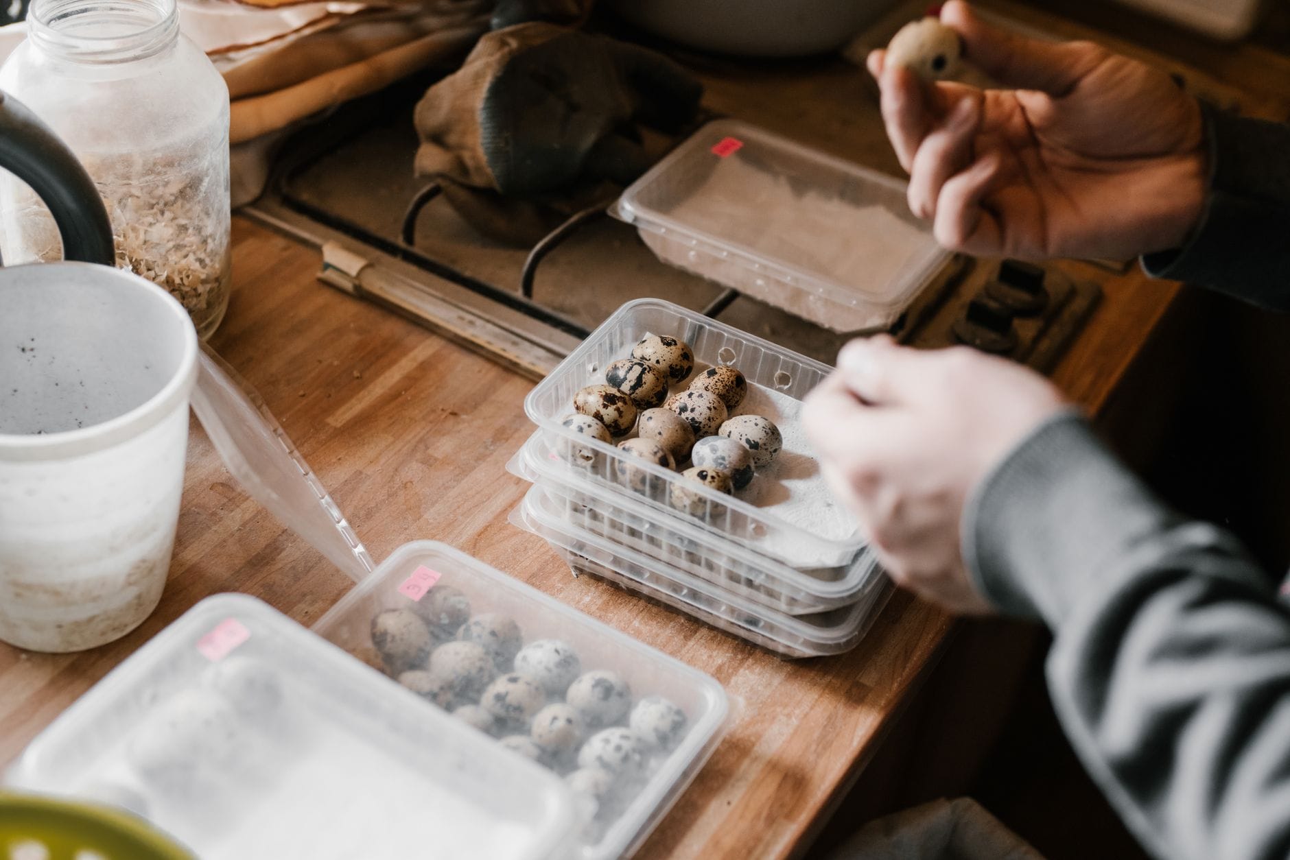 Setting quail eggs into an incubator