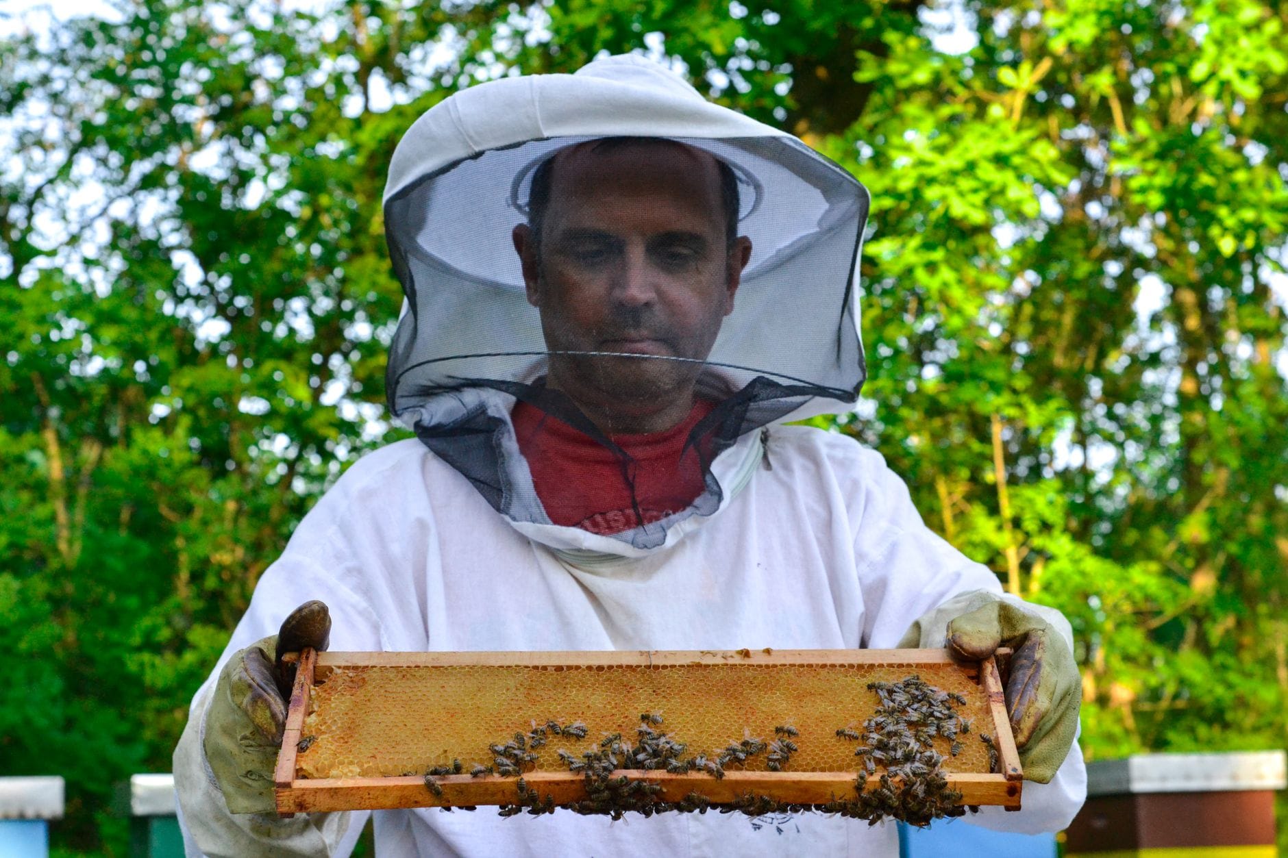 A beekeeper holding a frame of bees