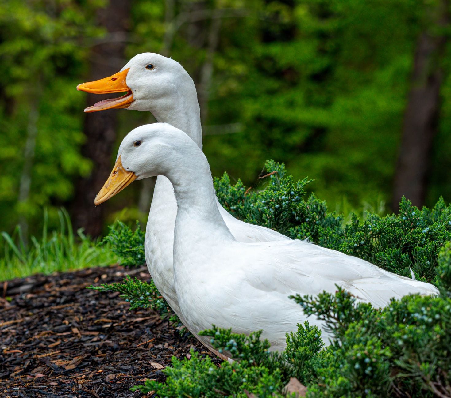 A white duck in the garden