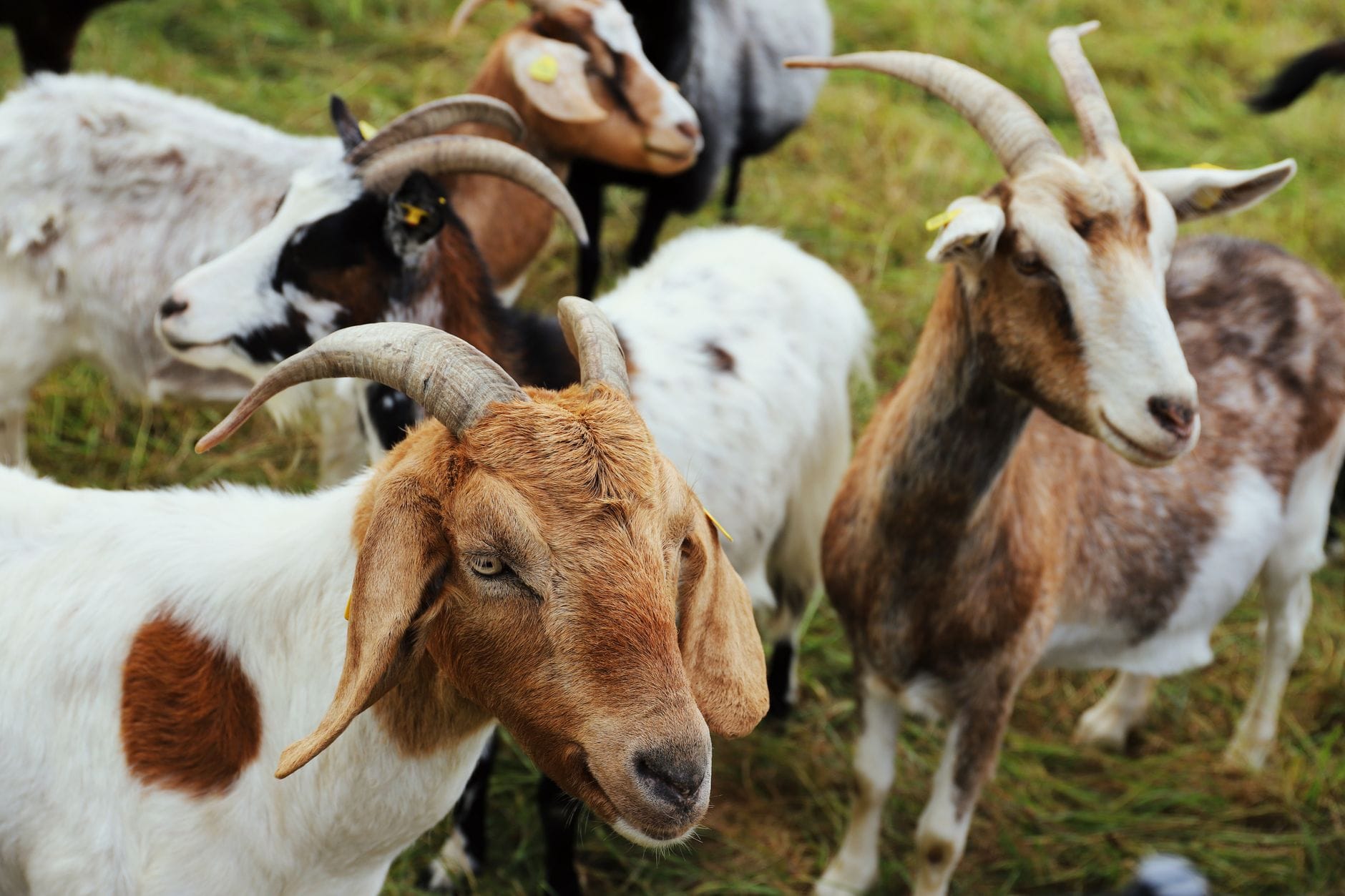 A curious group of goats