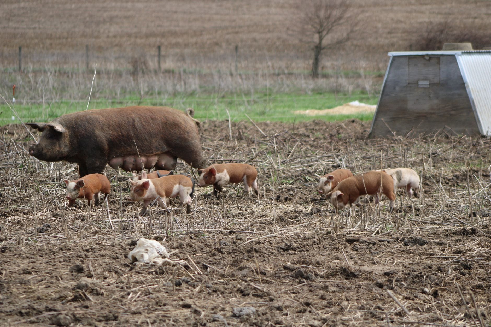 Outdoor pigs with piglets in a paddock