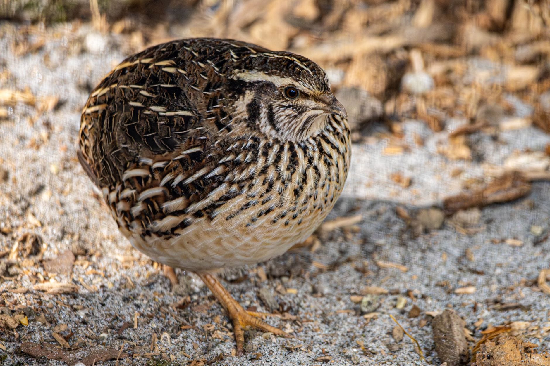 A Coturnix quail