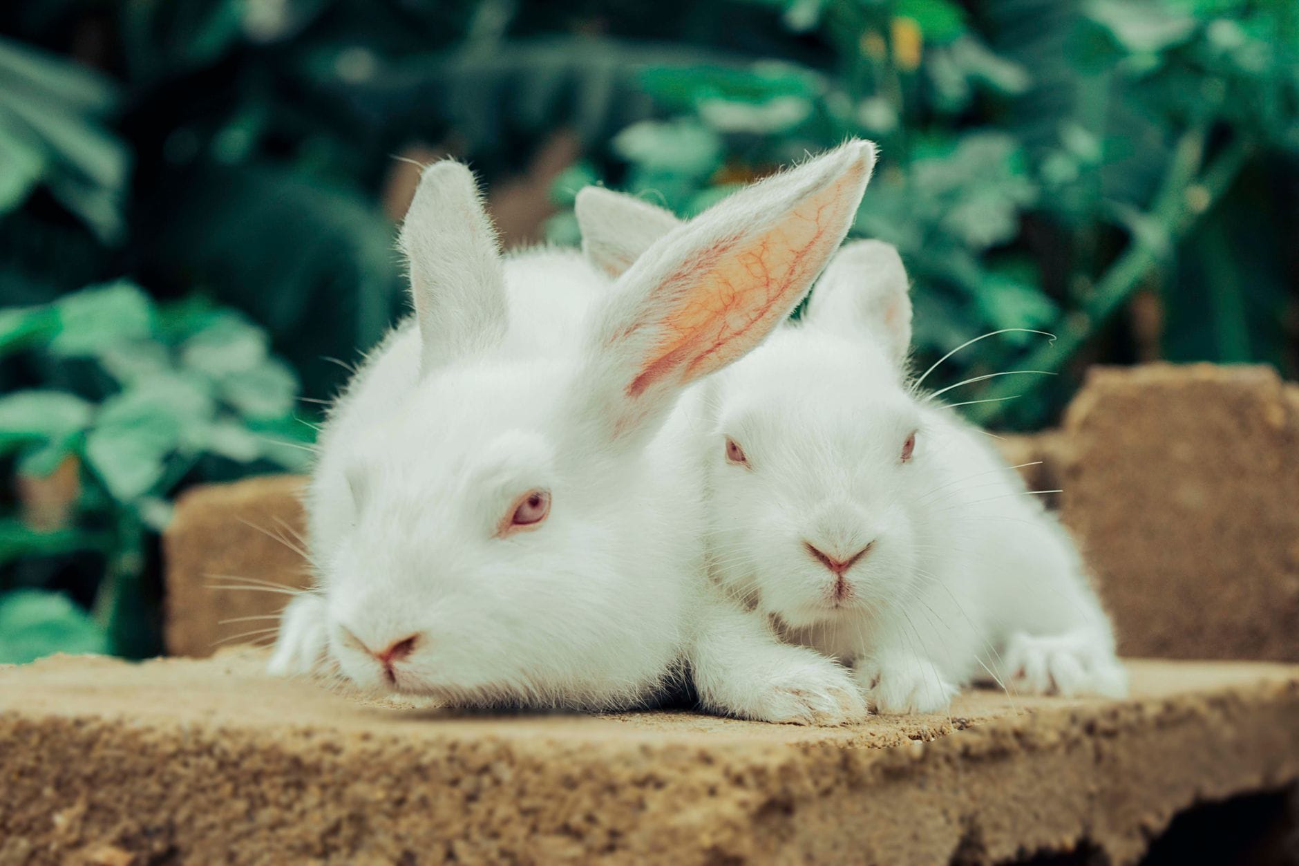 New Zealand White rabbits, a meat breed
