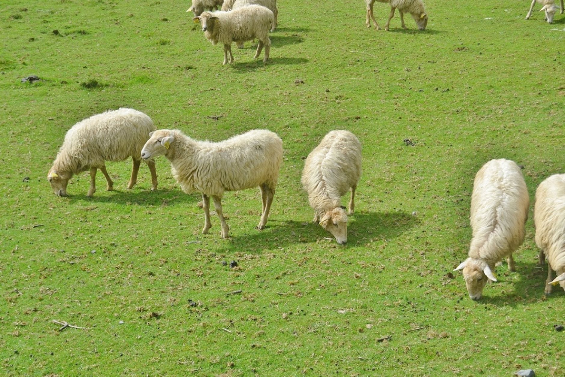 Sheep grazing in a green field